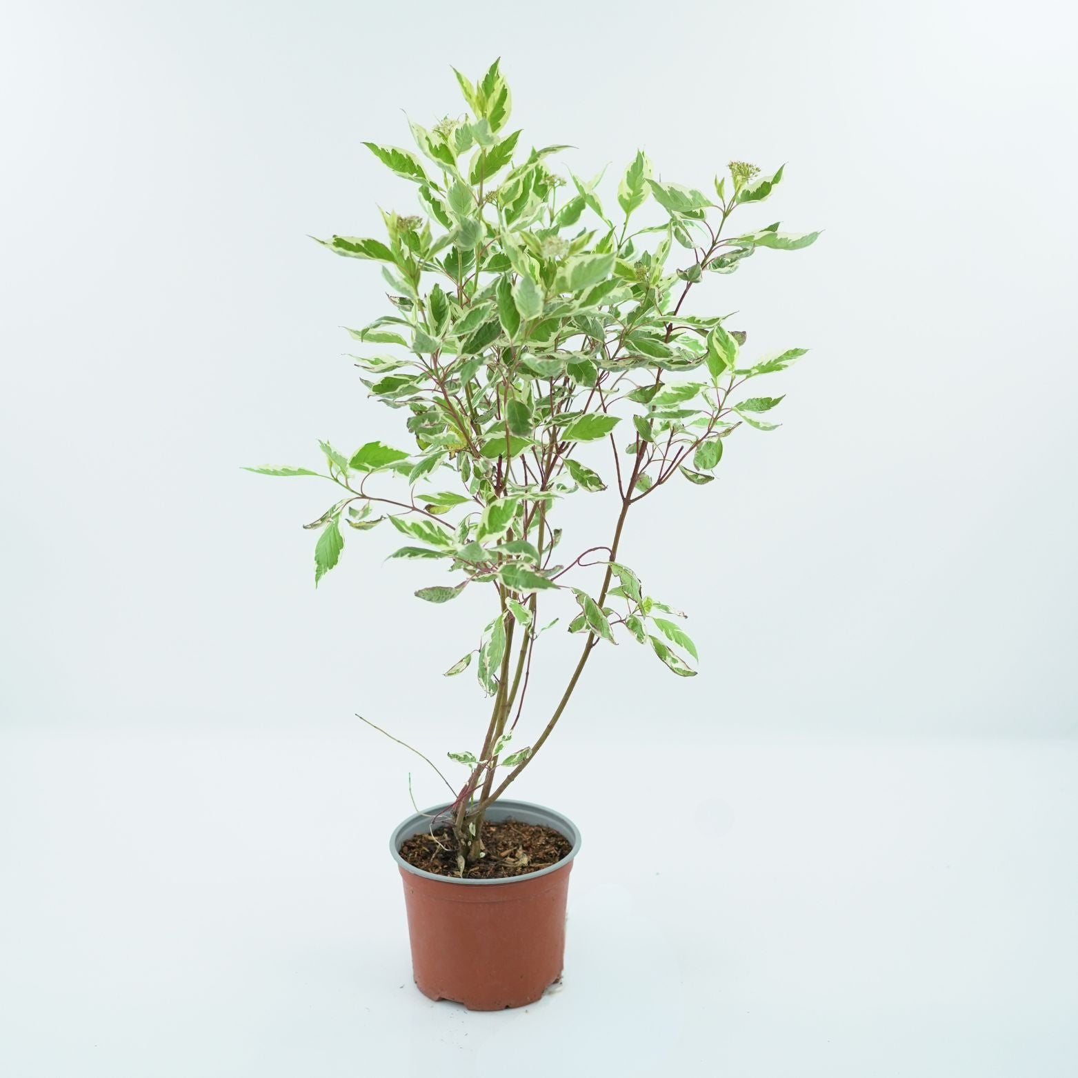 CORNUS ALBA ELEGANTISSIMA Dereń biały