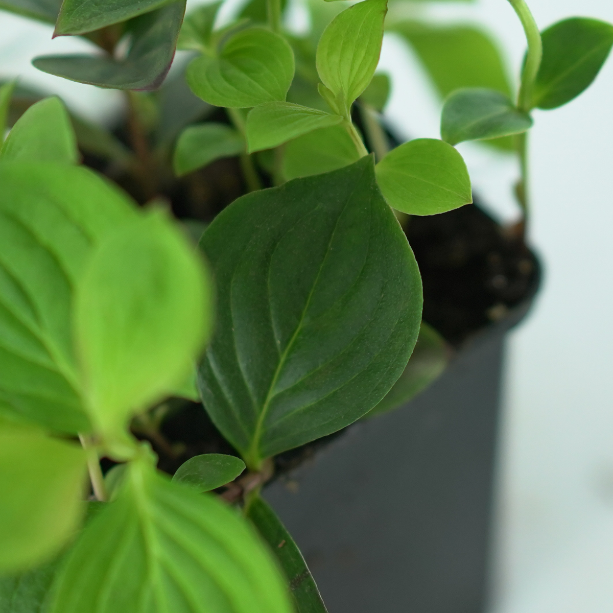 CORNUS CANADENSIS Dereń kanadyjski