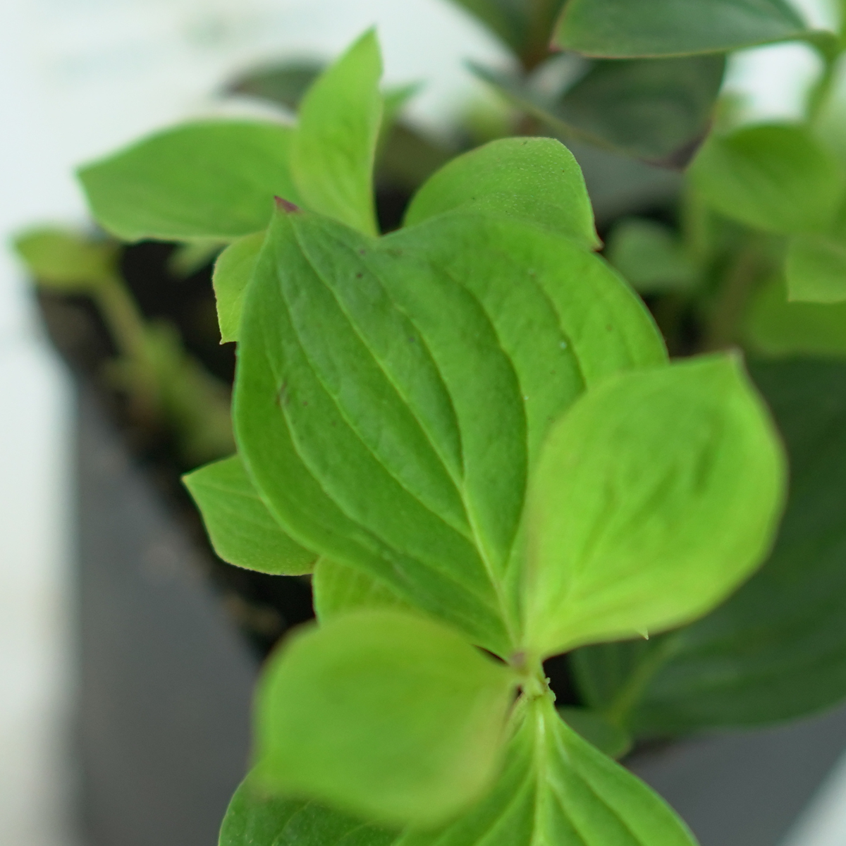 CORNUS CANADENSIS Dereń kanadyjski