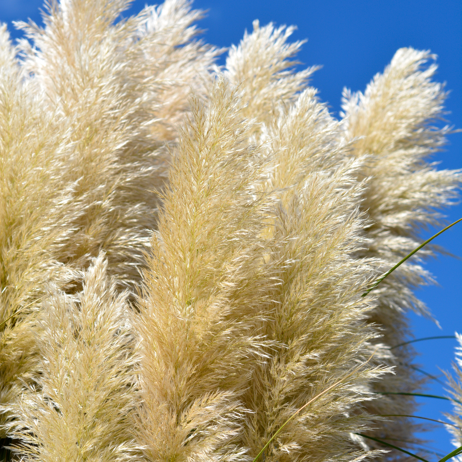 CORTADERIA SELLOANA 'PUMILA' Trawa pampasowa