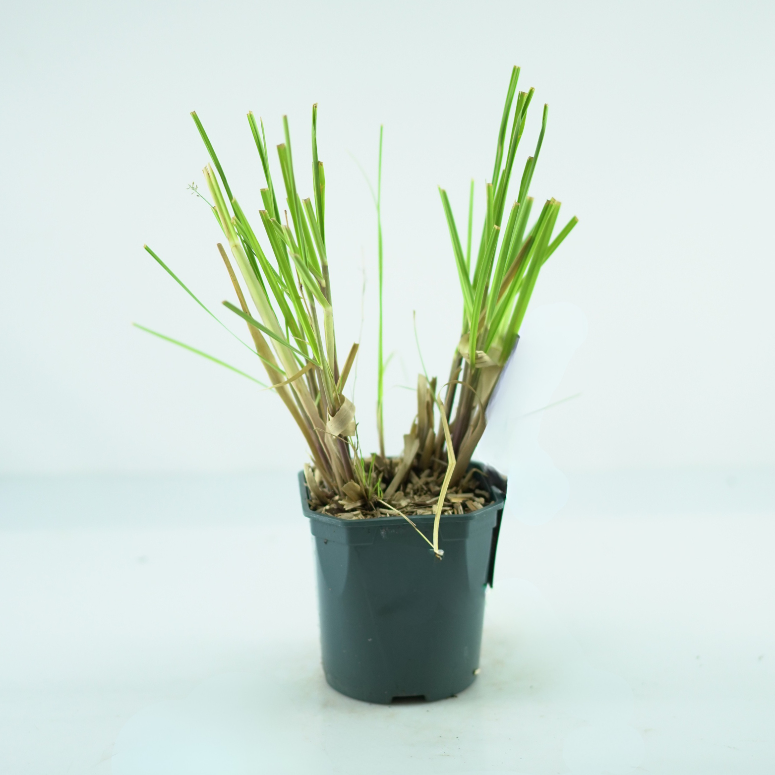 CORTADERIA SELLOANA 'ROSEA' Trawa pampasowa