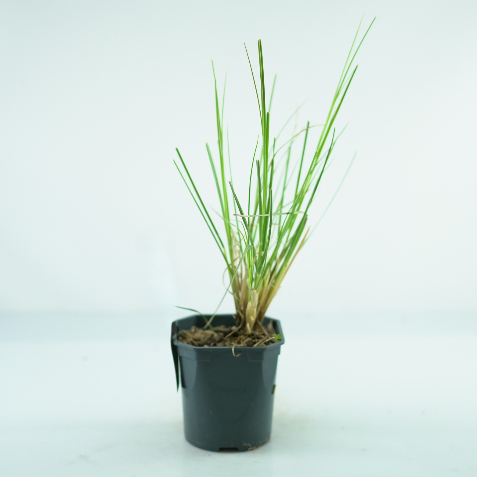 CORTADERIA SELLOANA 'PUMILA' Trawa pampasowa