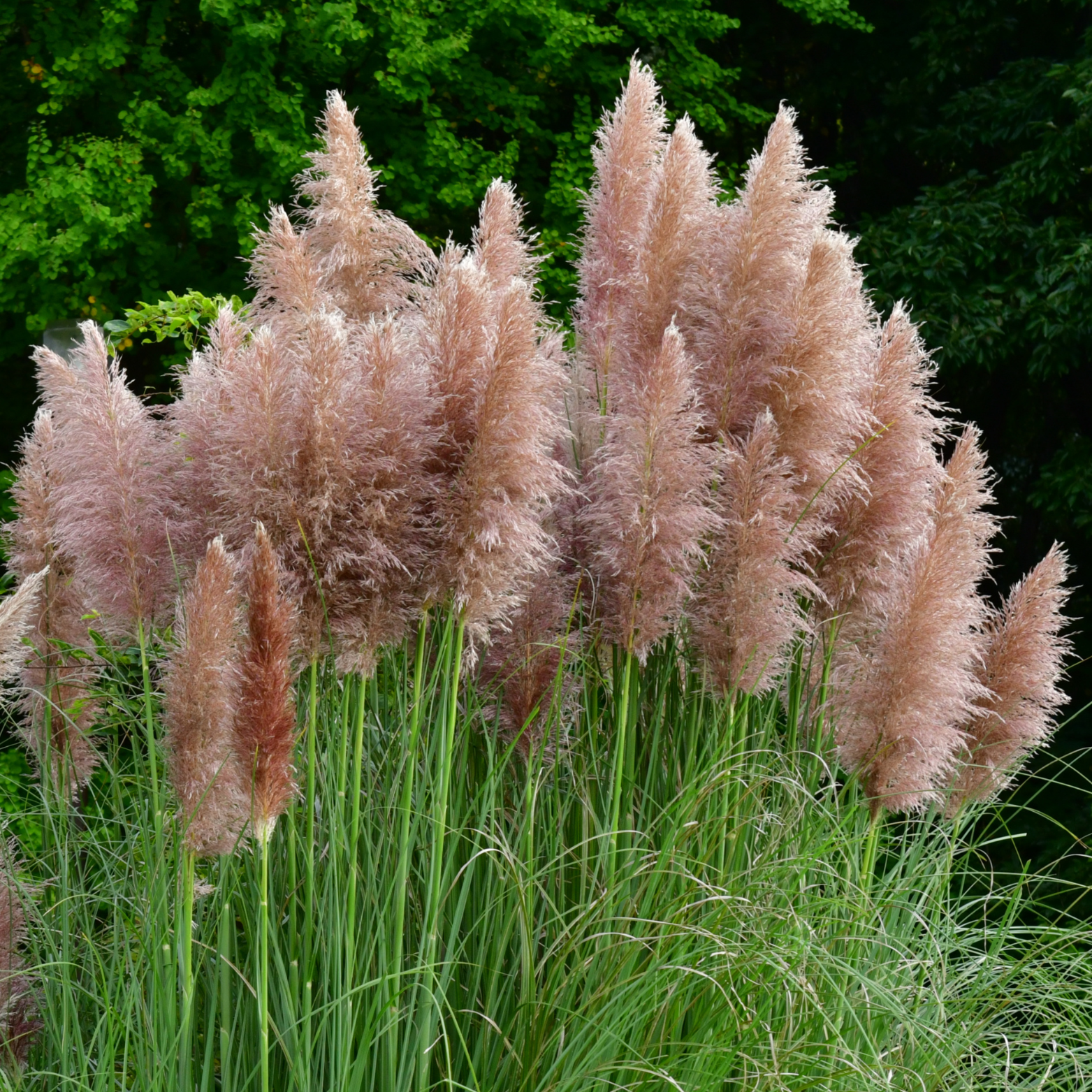 CORTADERIA SELLOANA 'ROSEA' Trawa pampasowa