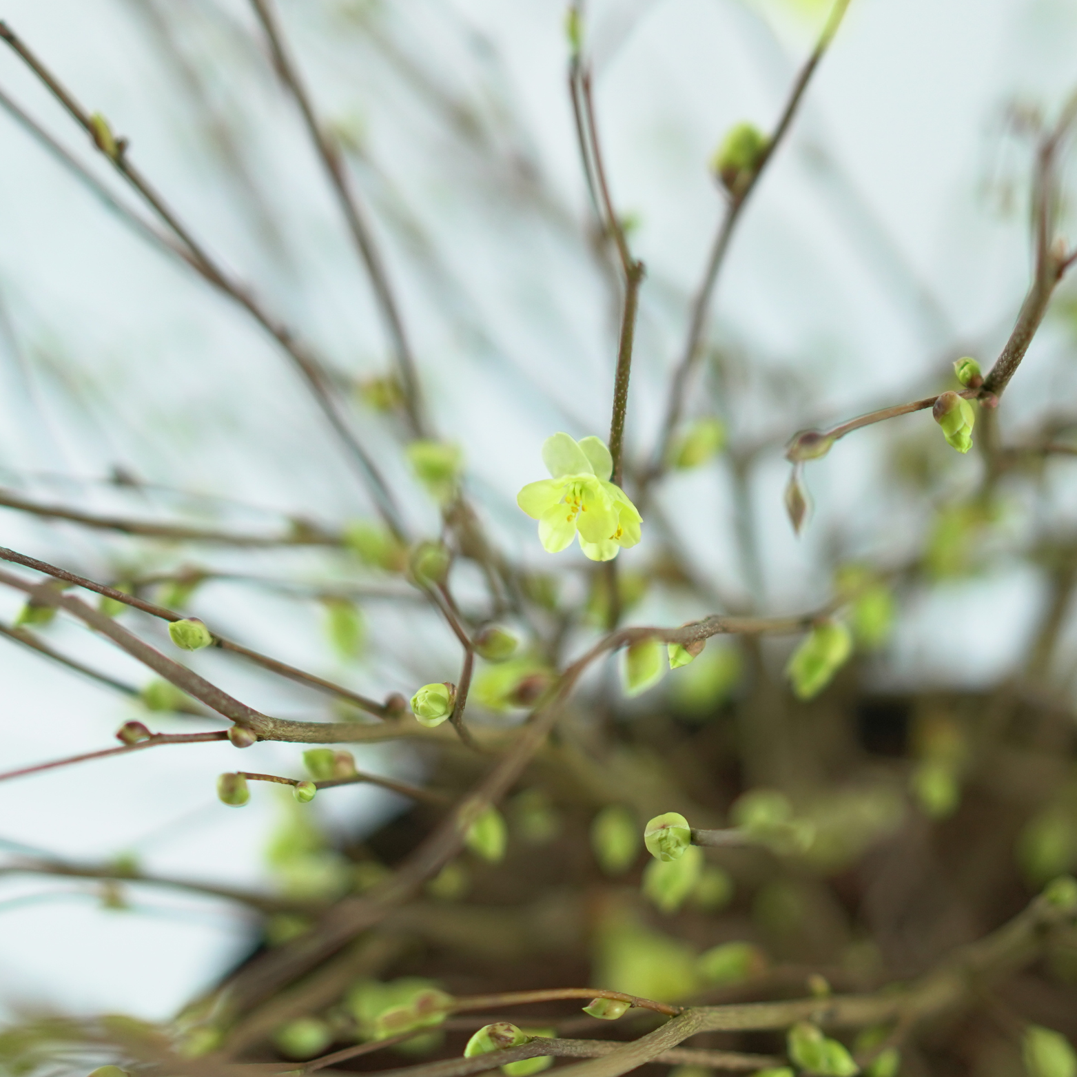 CORYLOPSIS PAUCIFLORA Leszczynowiec skąpokwiatowy