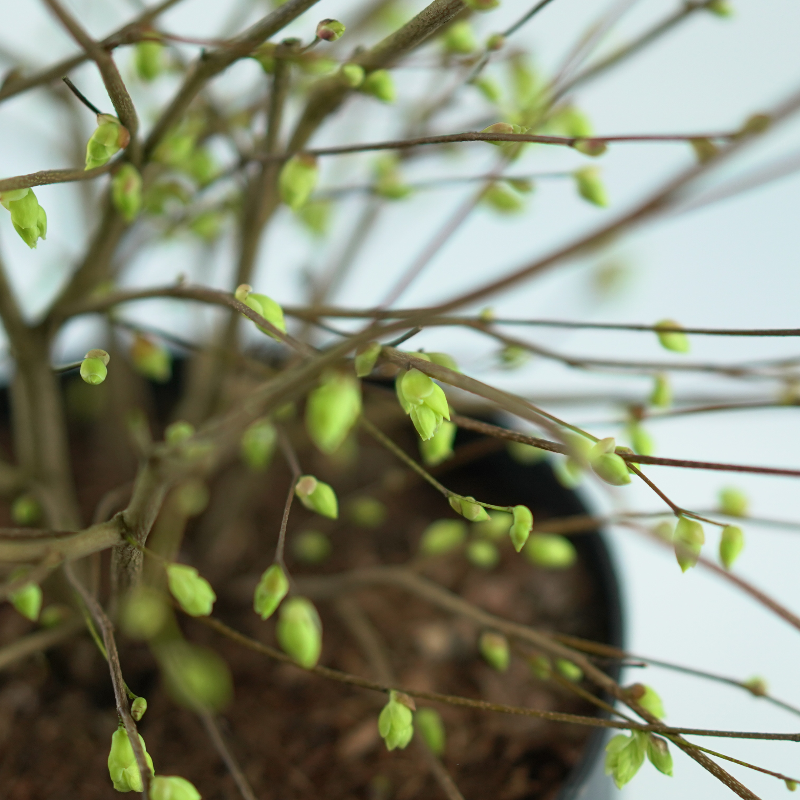 CORYLOPSIS PAUCIFLORA Leszczynowiec skąpokwiatowy