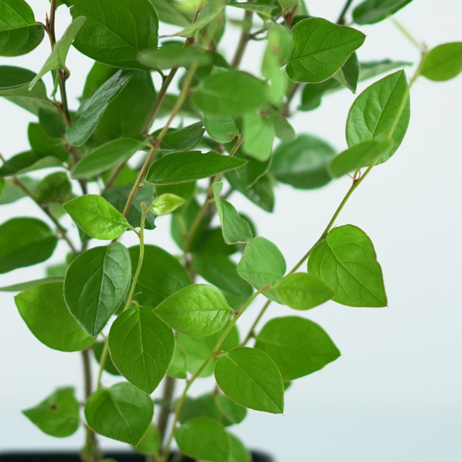 COTONEASTER LUCIDUS Irga błyszcząca