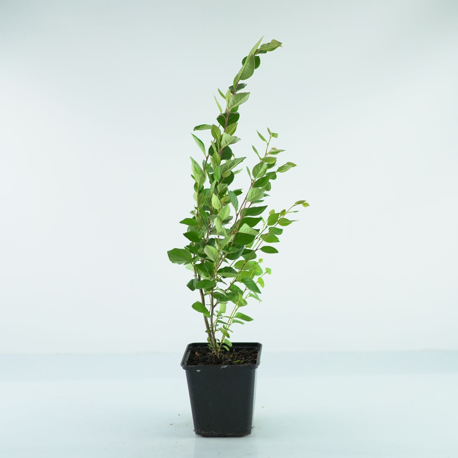 COTONEASTER LUCIDUS Irga błyszcząca