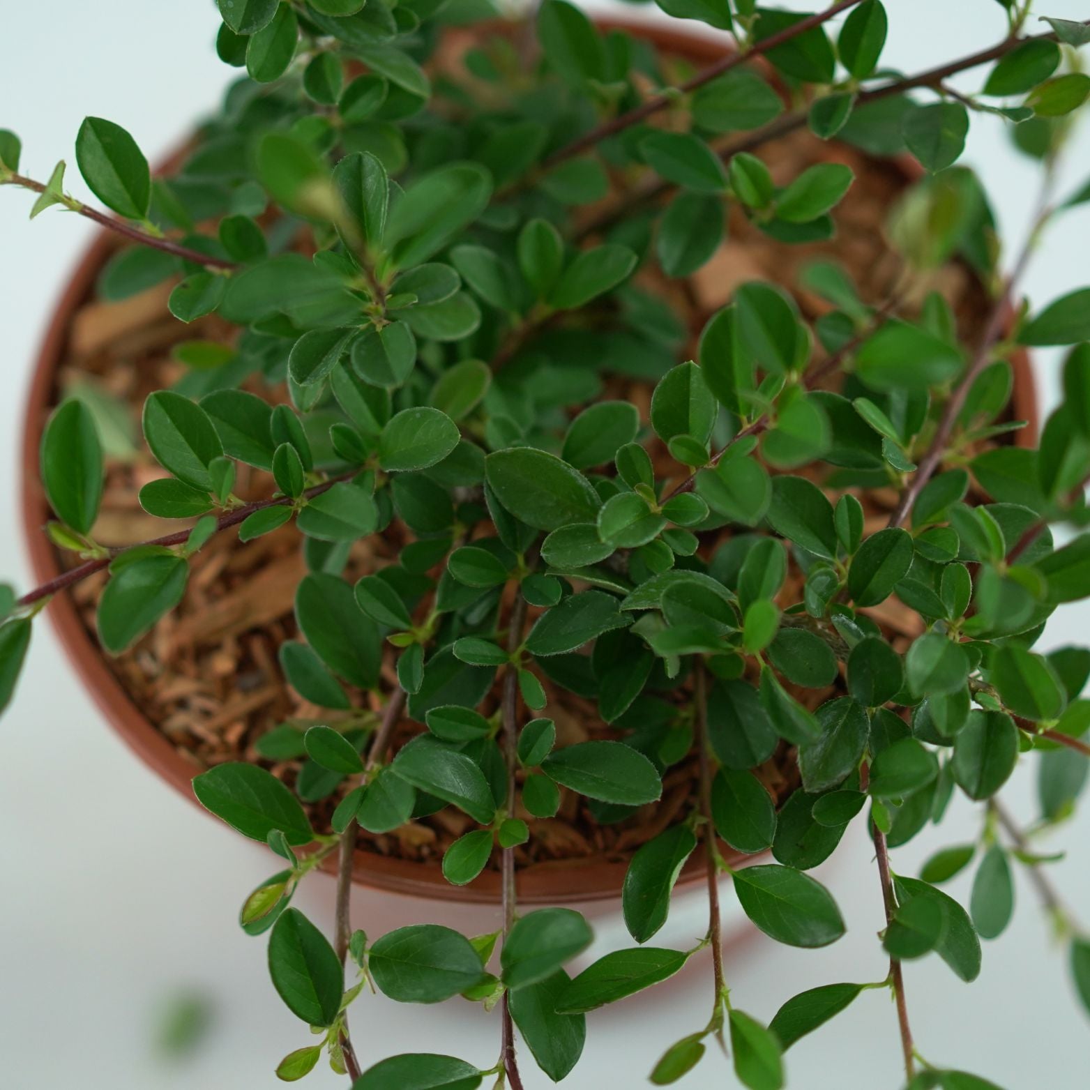 COTONEASTER RADICANS 'Eichholz' Irga