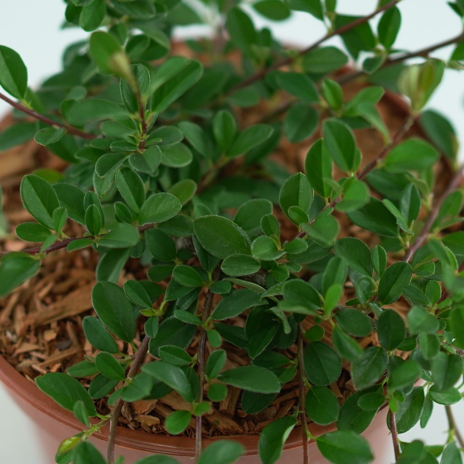 COTONEASTER RADICANS 'Eichholz' Irga