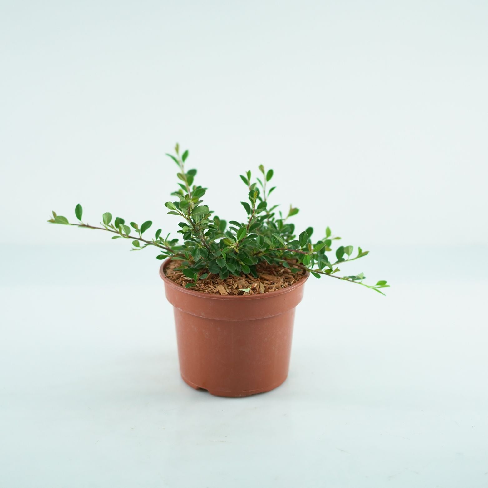COTONEASTER RADICANS 'Eichholz' Irga