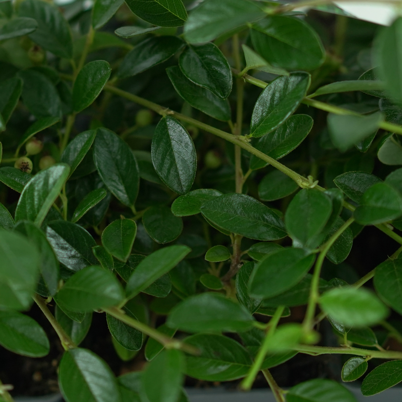 COTONEASTER DAMMERI 'MIRANDA' Irga Dammera