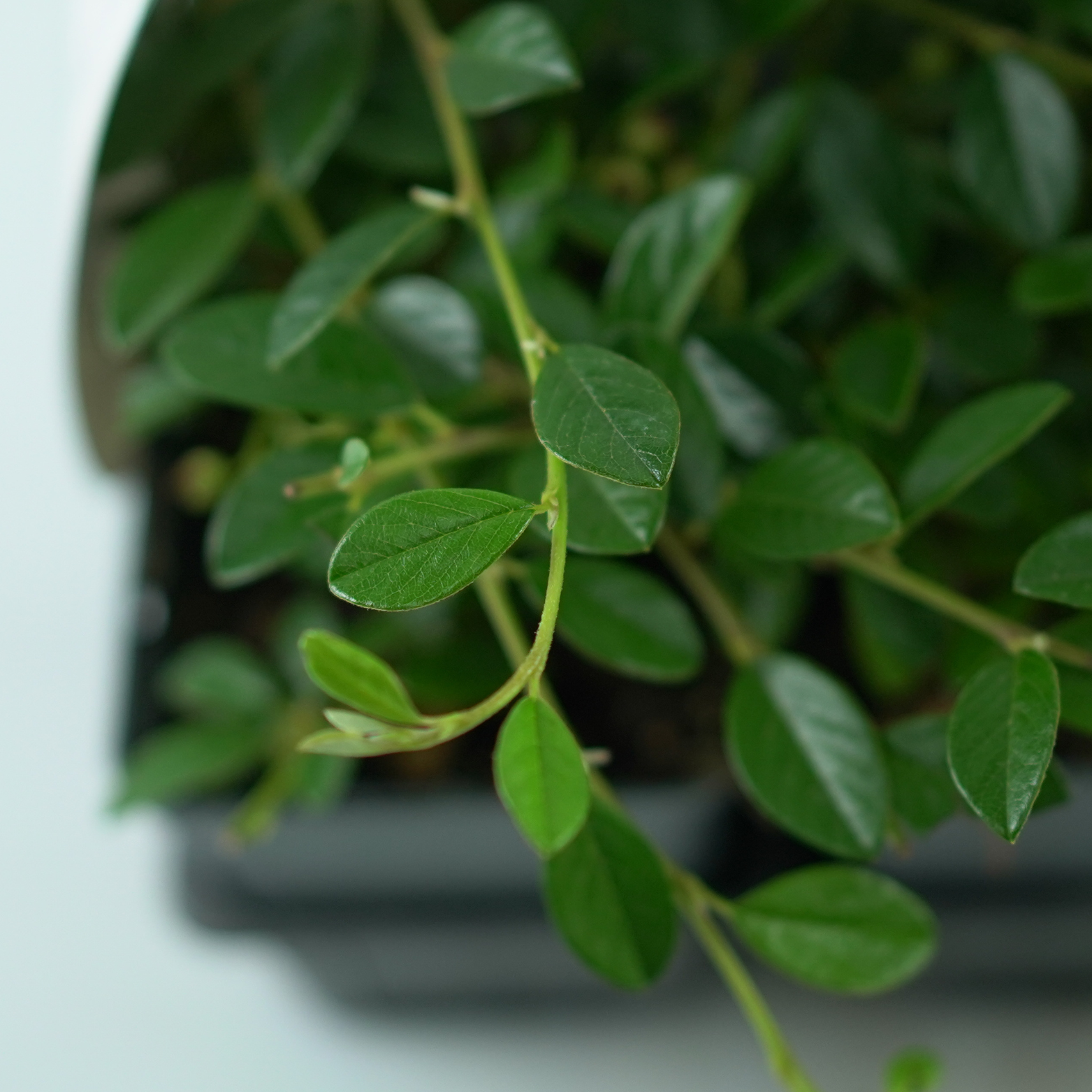 COTONEASTER DAMMERI 'MIRANDA' Irga Dammera