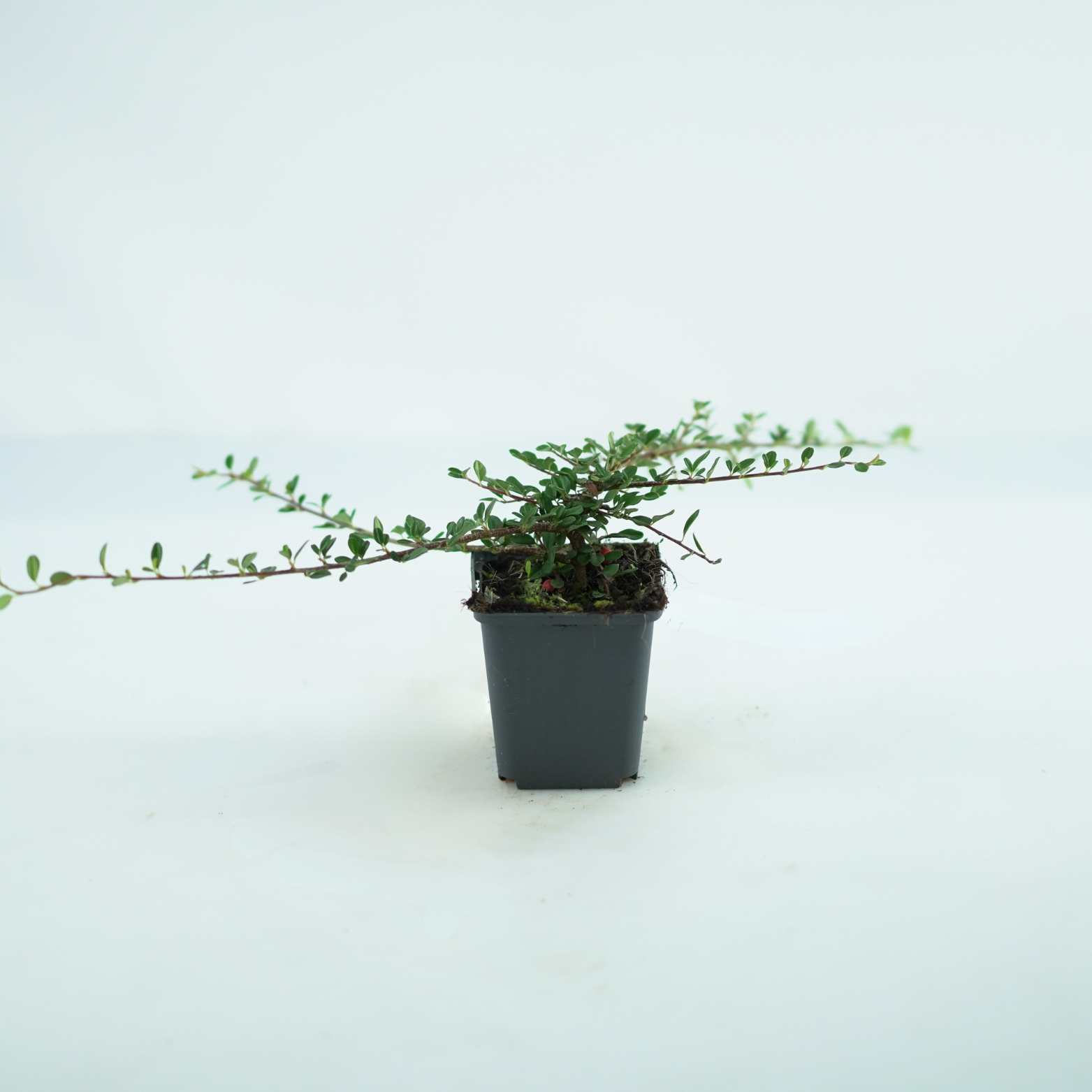 COTONEASTER PROCUMBENS 'Streib's Findling' Irga płożącą