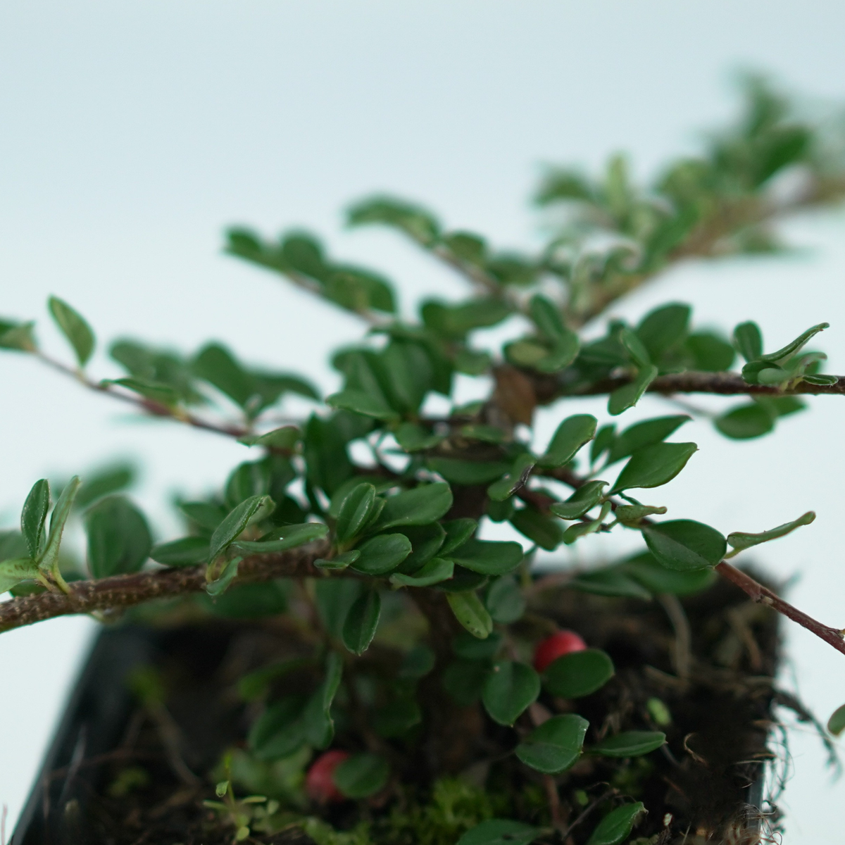 COTONEASTER PROCUMBENS 'Streib's Findling' Irga płożącą