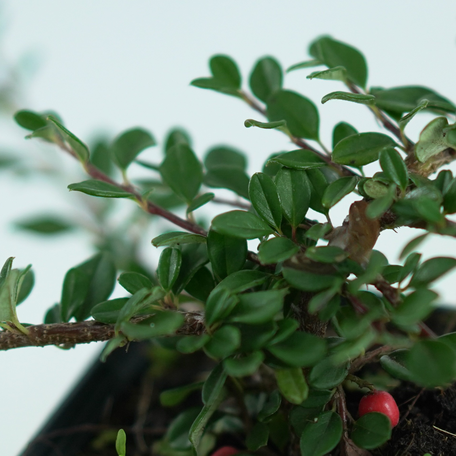 COTONEASTER PROCUMBENS 'Streib's Findling' Irga płożącą
