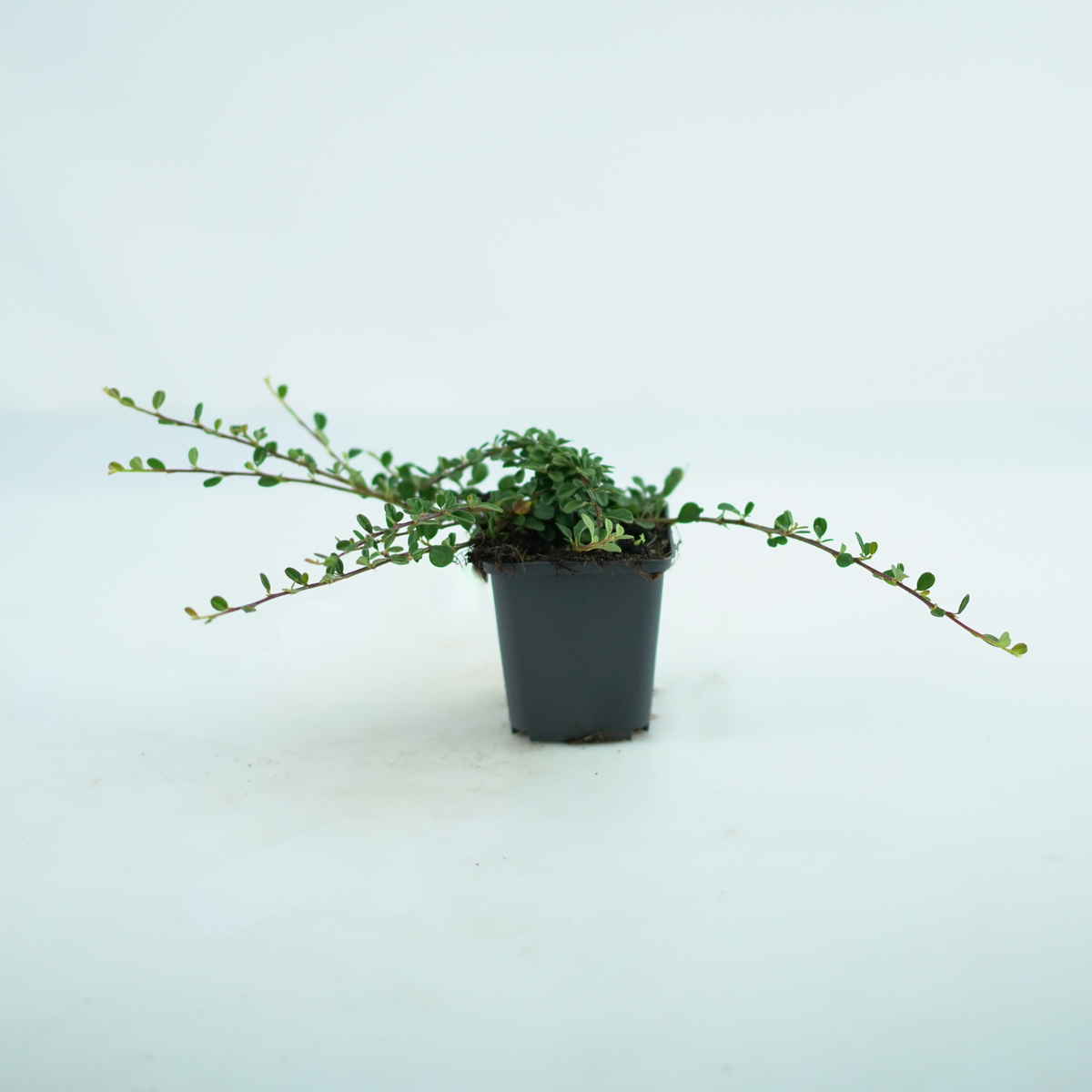 COTONEASTER SALICIFOLIUS 'Green Carpet' Irga wierzbolistna