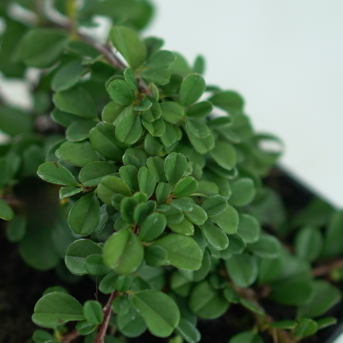 COTONEASTER SALICIFOLIUS 'Green Carpet' Irga wierzbolistna