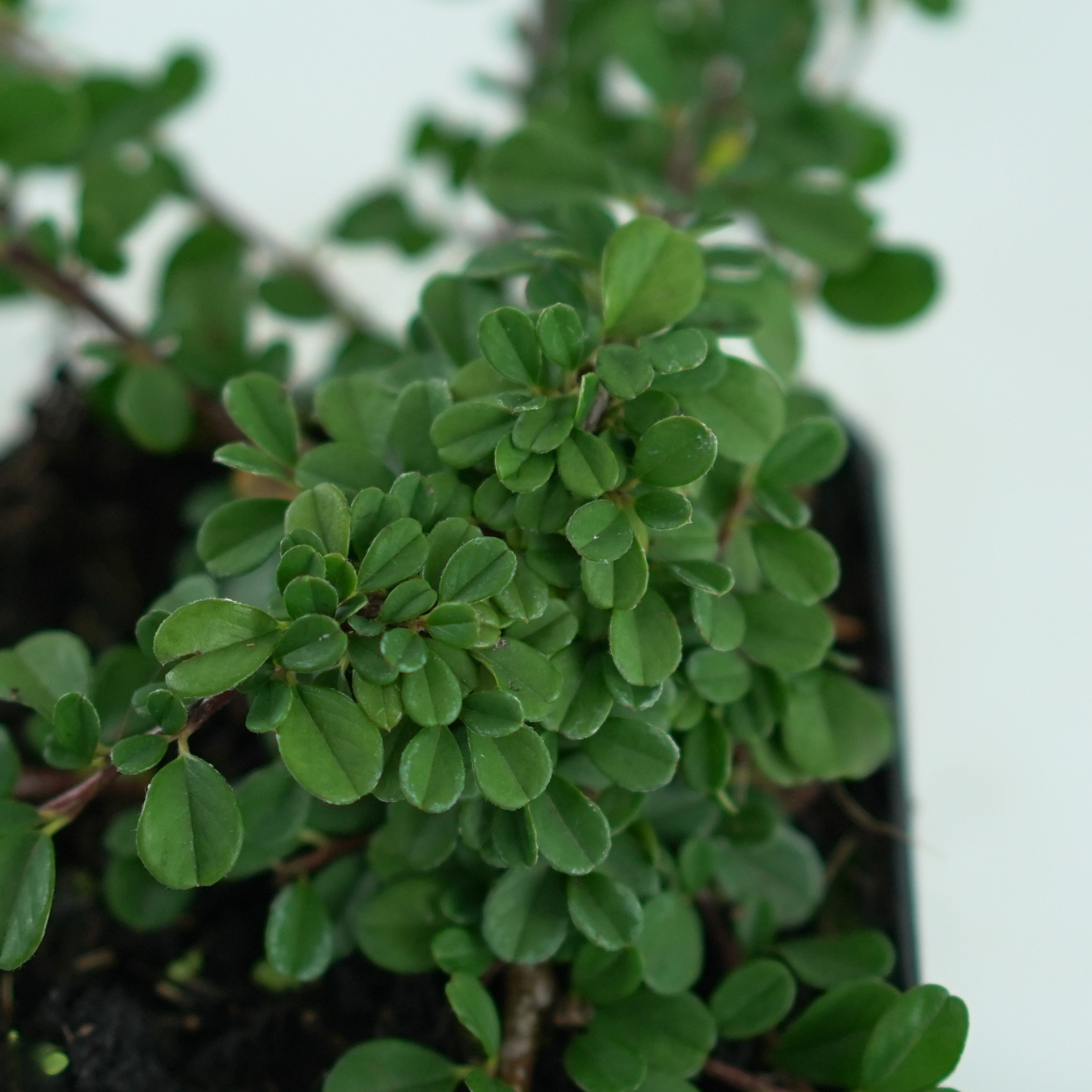 COTONEASTER SALICIFOLIUS 'Green Carpet' Irga wierzbolistna