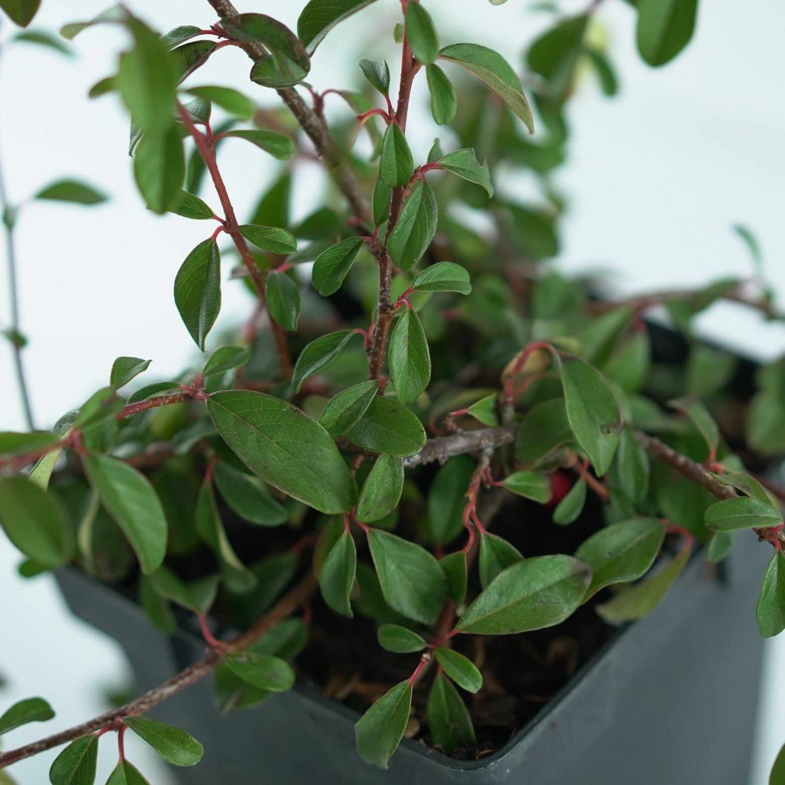 COTONEASTER DAMMERI 'Major' Irga Dammera