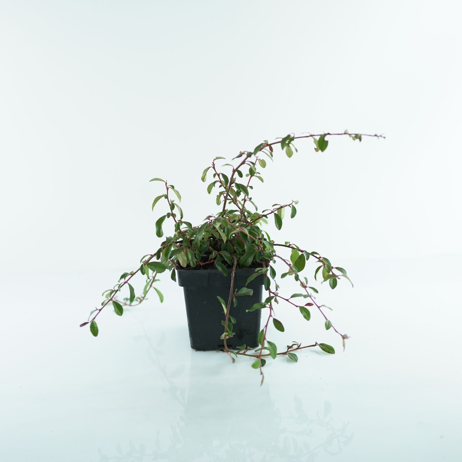 COTONEASTER DAMMERI 'Major' Irga Dammera