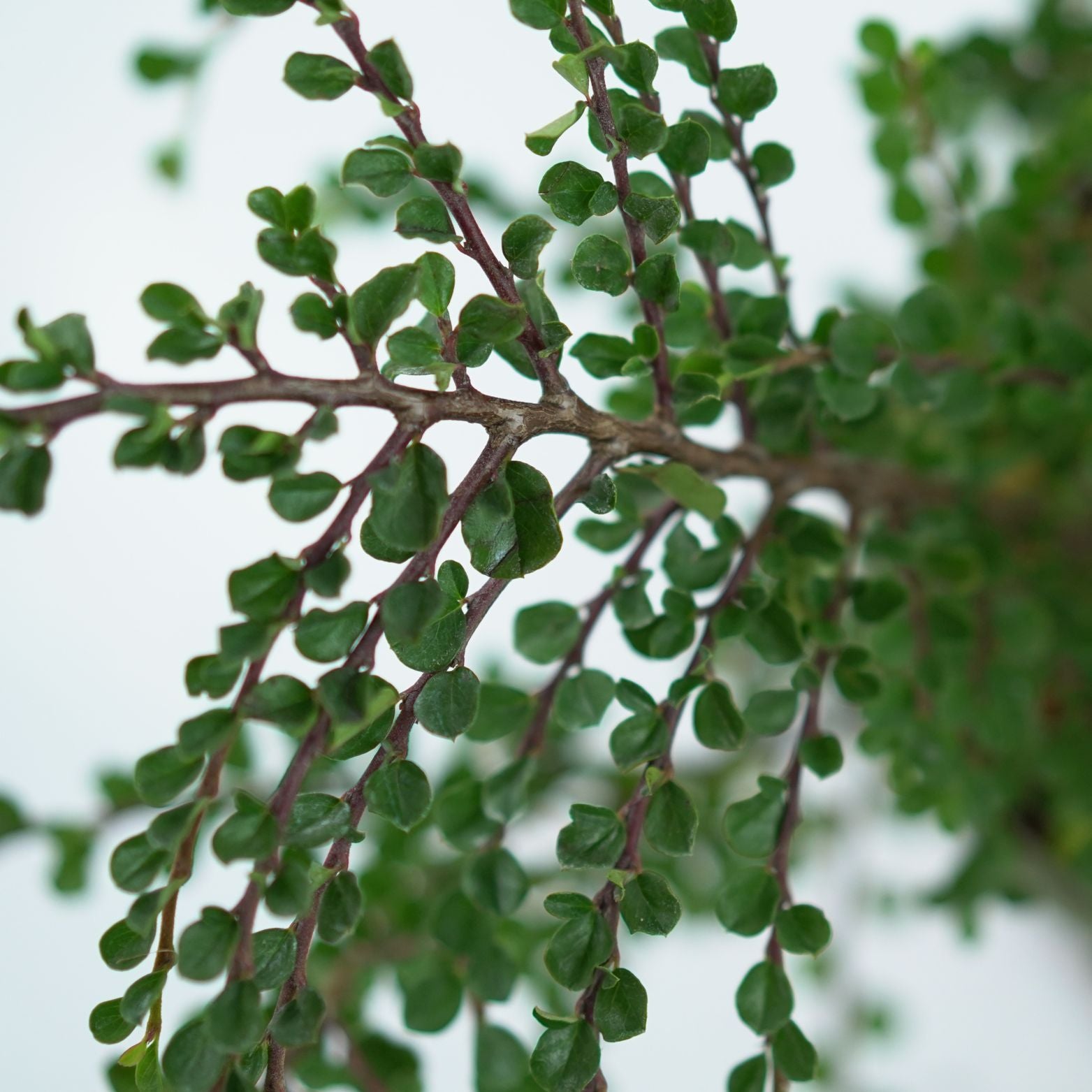 COTONEASTER PERPUSILLUS Irga karłowata