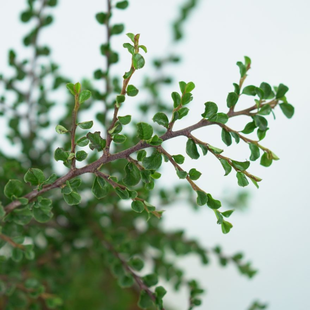 COTONEASTER PERPUSILLUS Irga karłowata