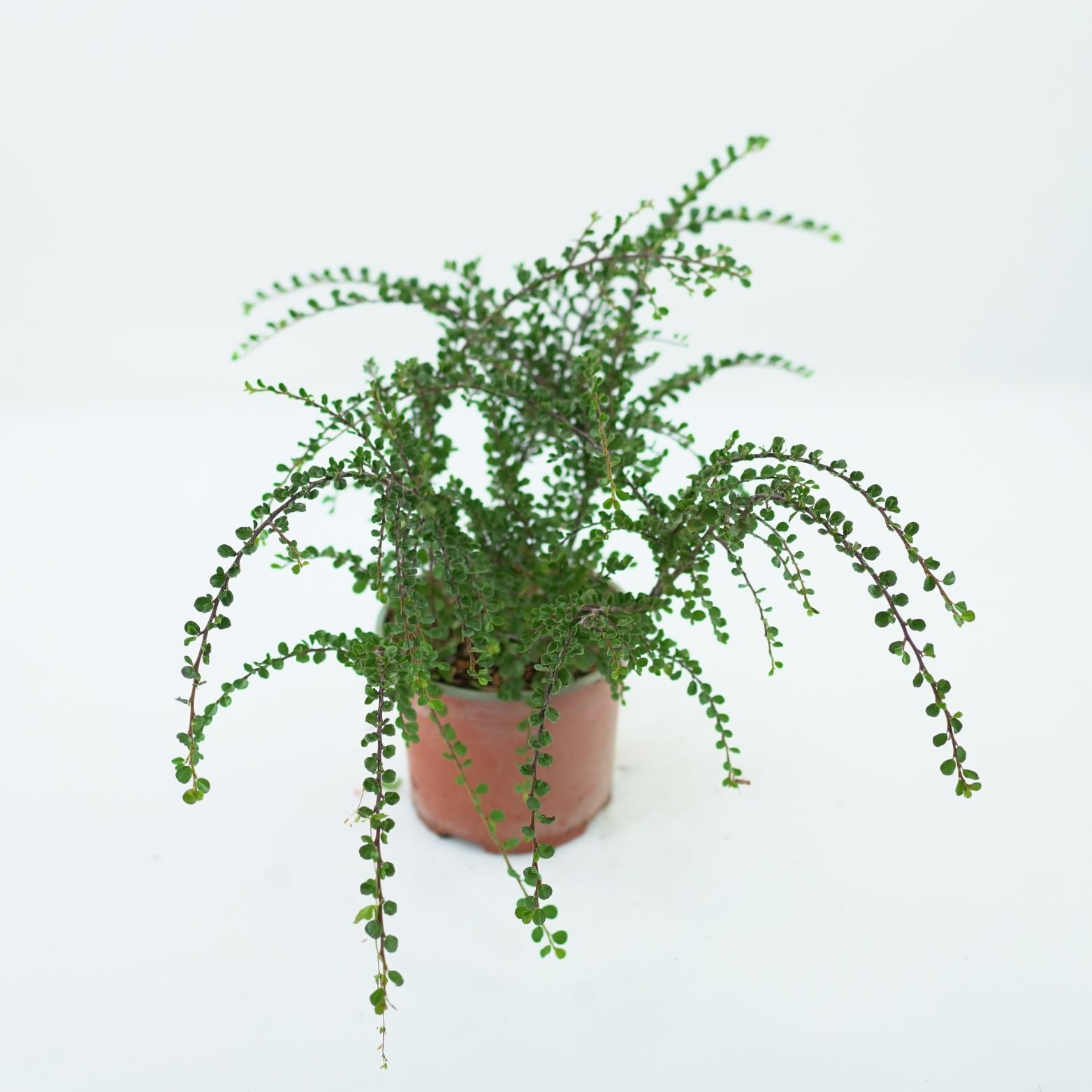 COTONEASTER PERPUSILLUS Irga karłowata