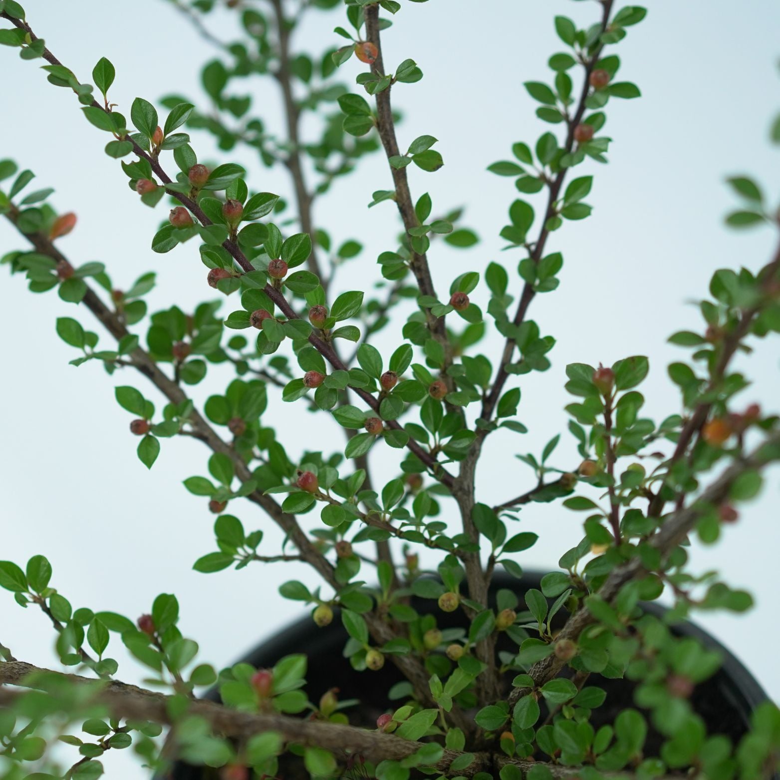 COTONEASTER SUECICUS 'CORAL BEAUTY' Irga szwedzka
