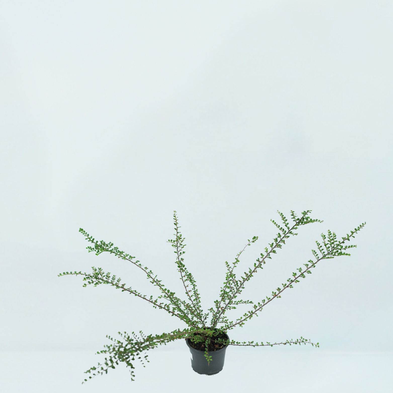 COTONEASTER SUECICUS 'CORAL BEAUTY' Irga szwedzka