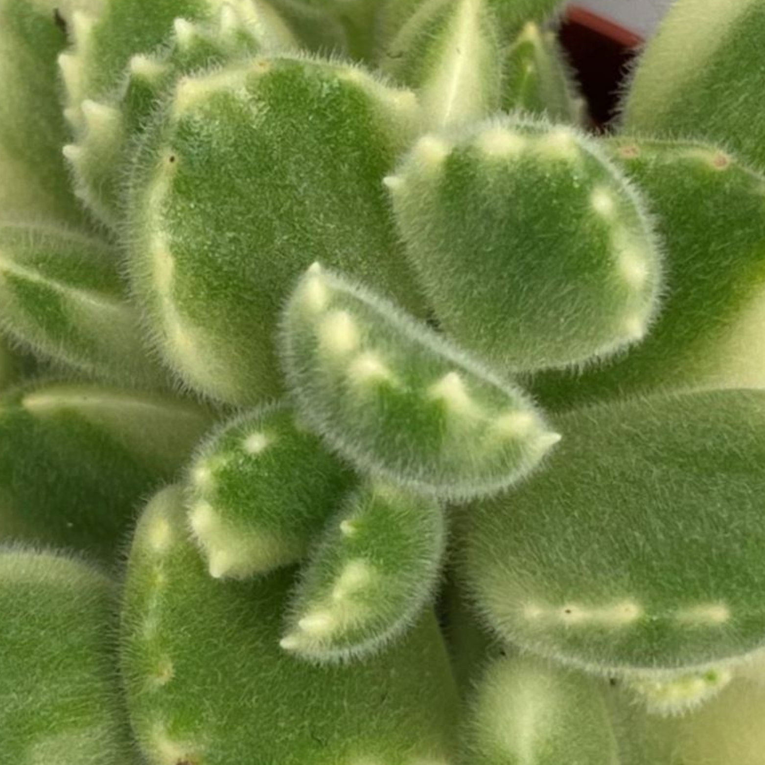 COTYLEDON LADYSMITHIENSIS Sukulent