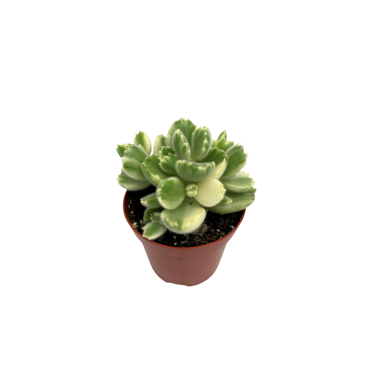 COTYLEDON LADYSMITHIENSIS Sukulent