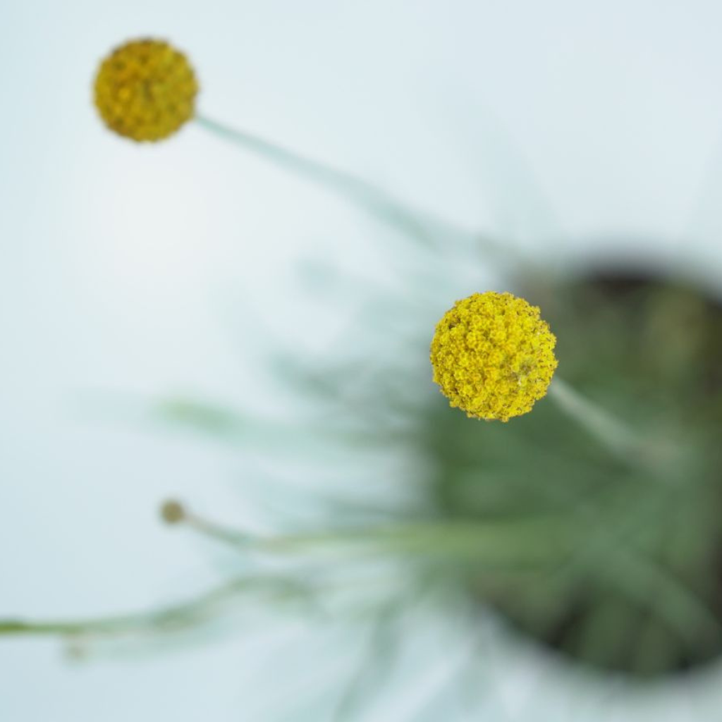 CRASPEDIA GLOBOSA 'GOLF BEAUTY' Kraspedia kulista