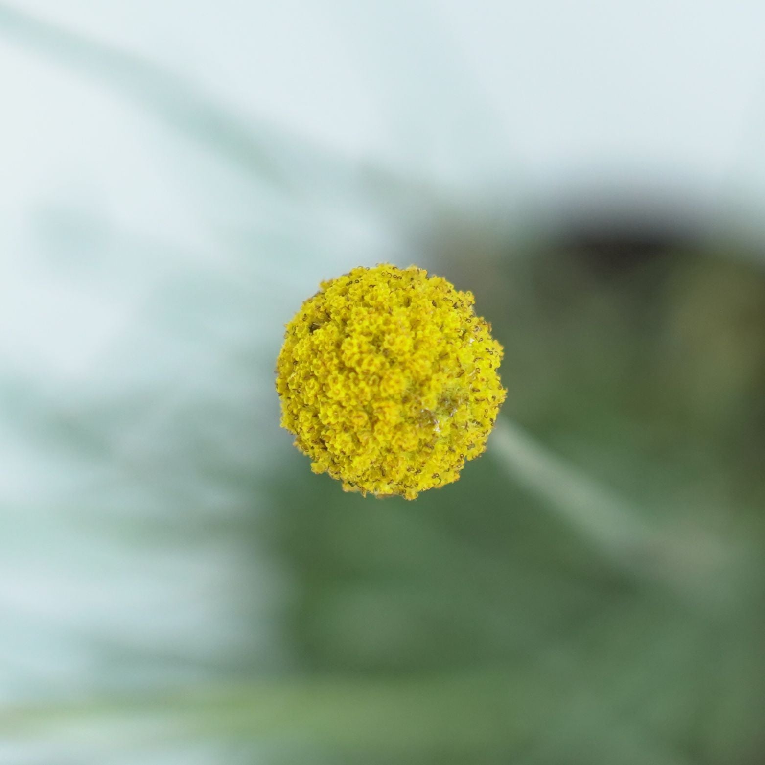 CRASPEDIA GLOBOSA 'GOLF BEAUTY' Kraspedia kulista