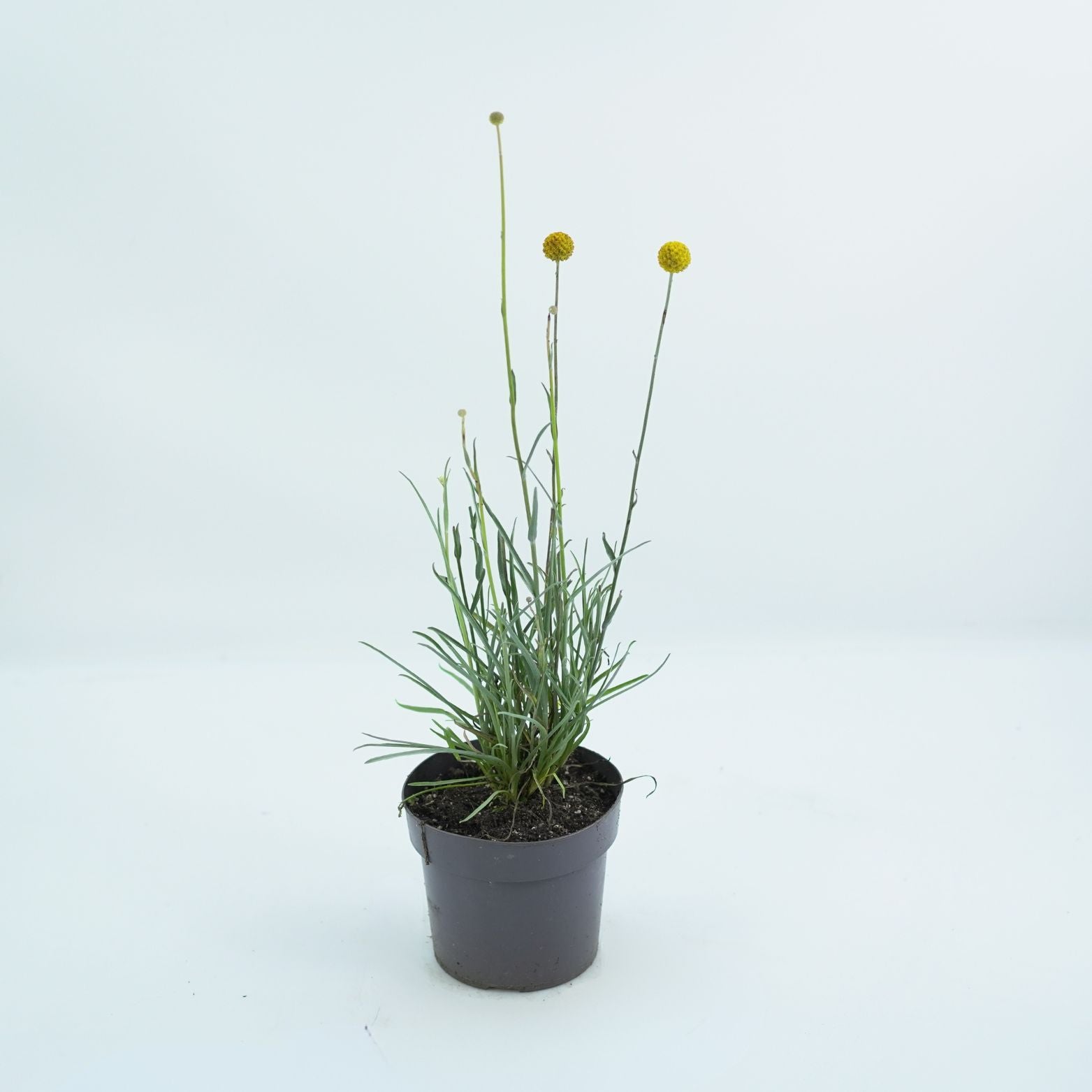 CRASPEDIA GLOBOSA 'GOLF BEAUTY' Kraspedia kulista