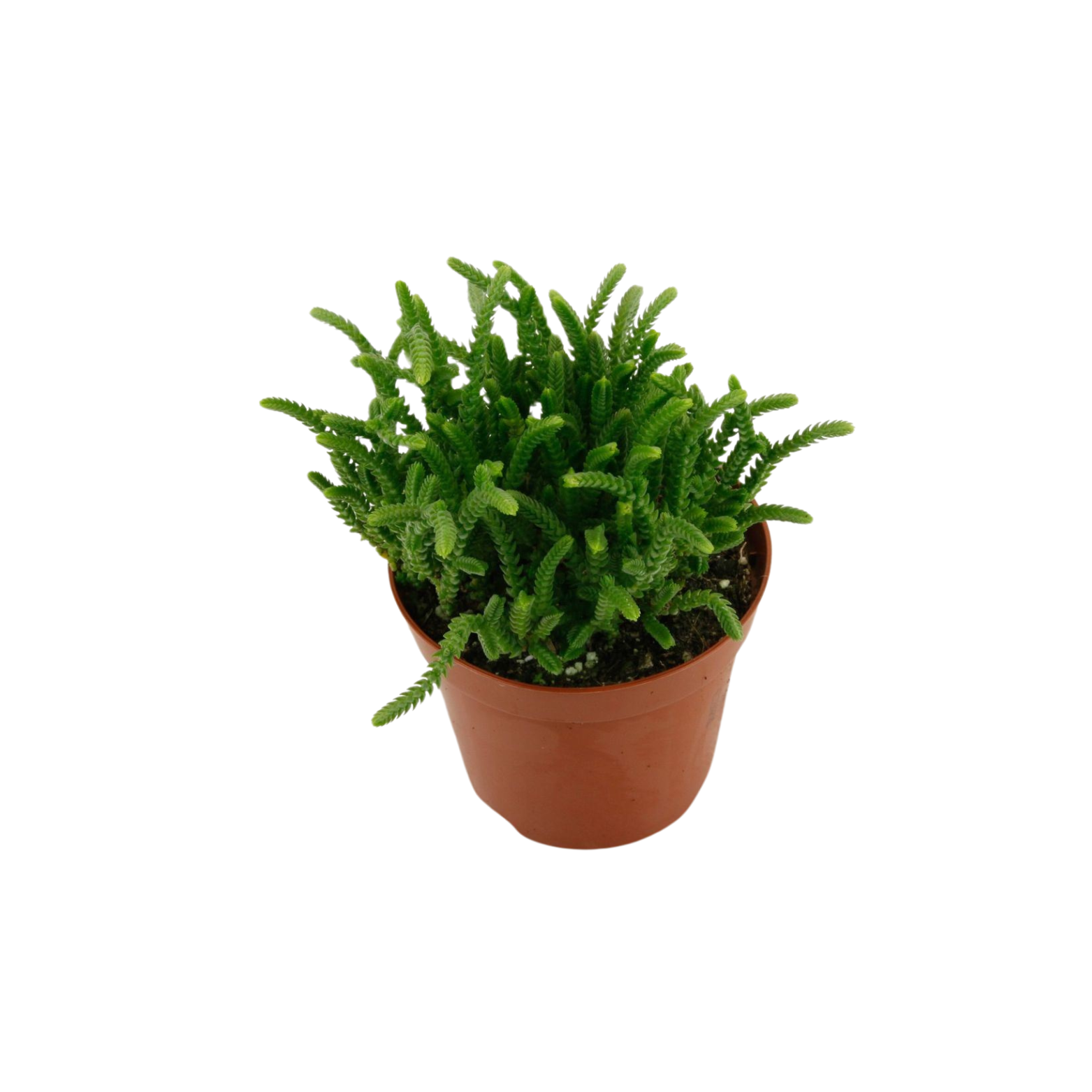 CRASSULA 'COSSIMA' Grubosz, drzewko szczęścia