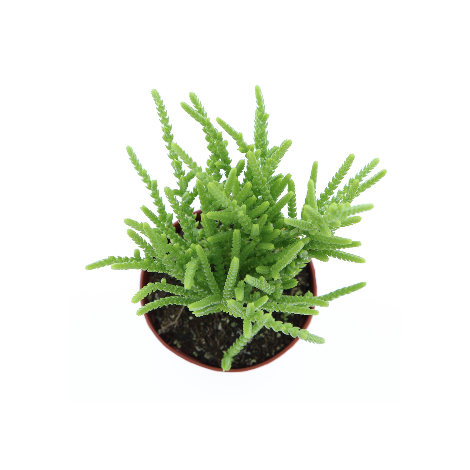CRASSULA 'COSSIMA' Grubosz, drzewko szczęścia