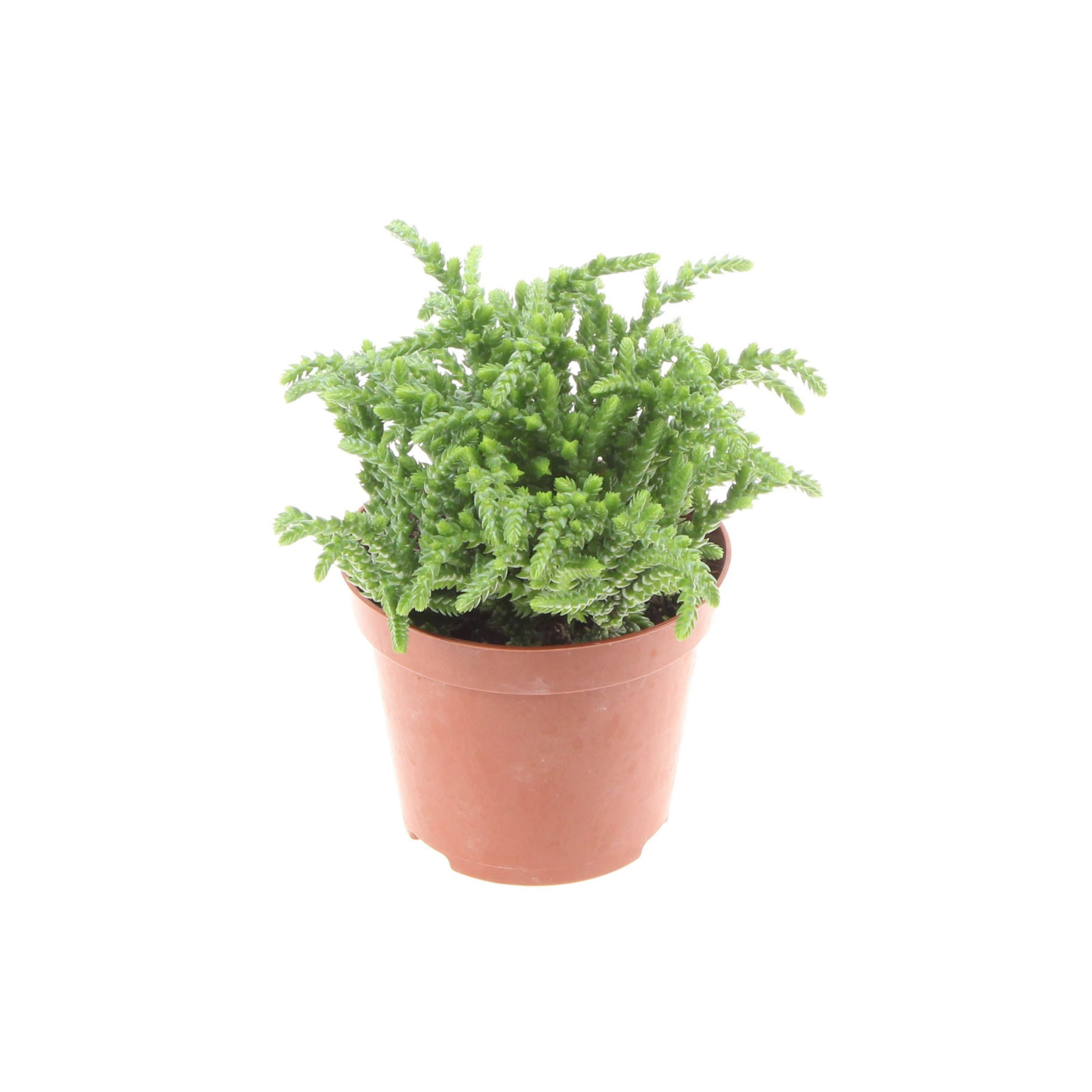 CRASSULA 'COSSIMA' Grubosz, drzewko szczęścia