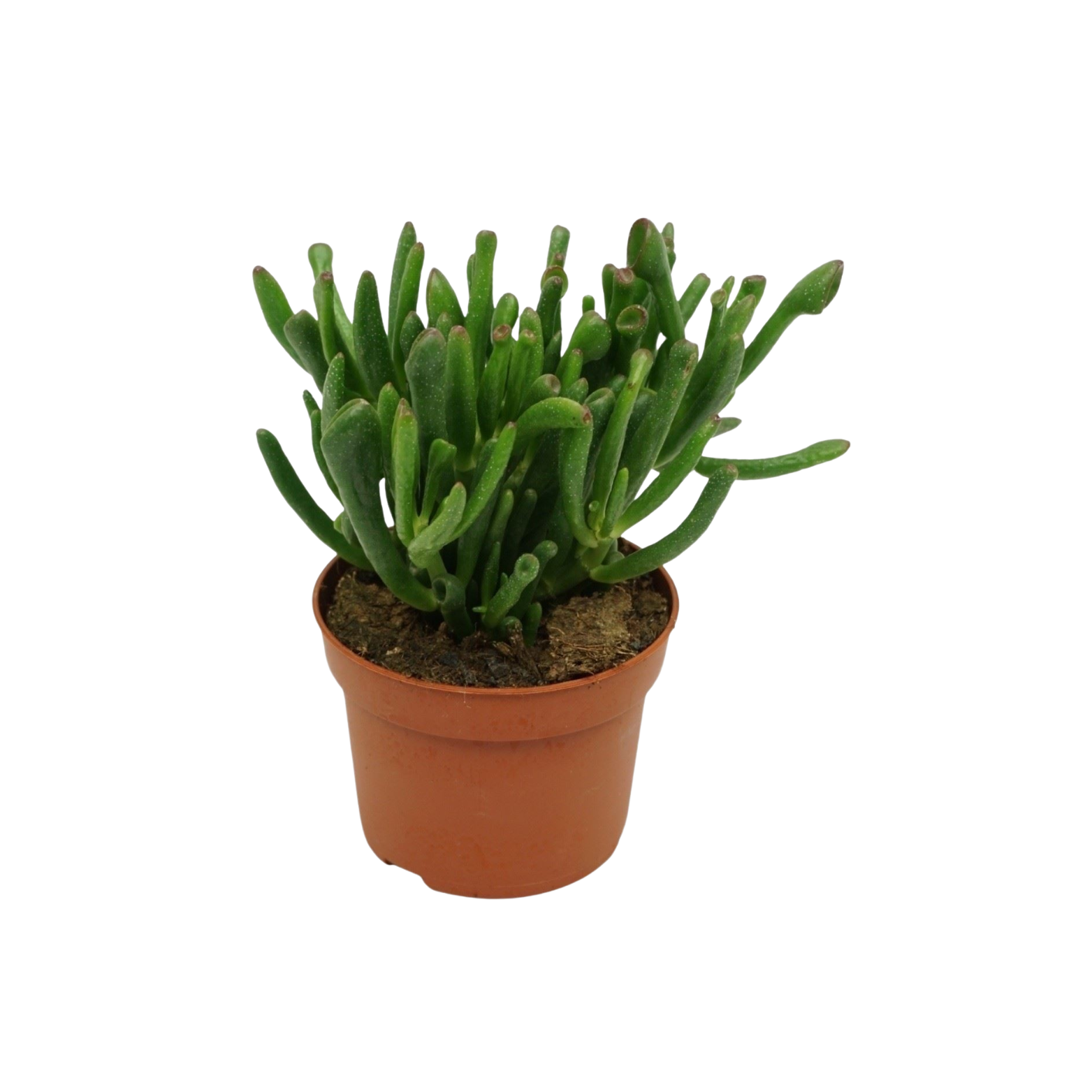CRASSULA 'GOLLUM' Grubosz, drzewko szczęścia