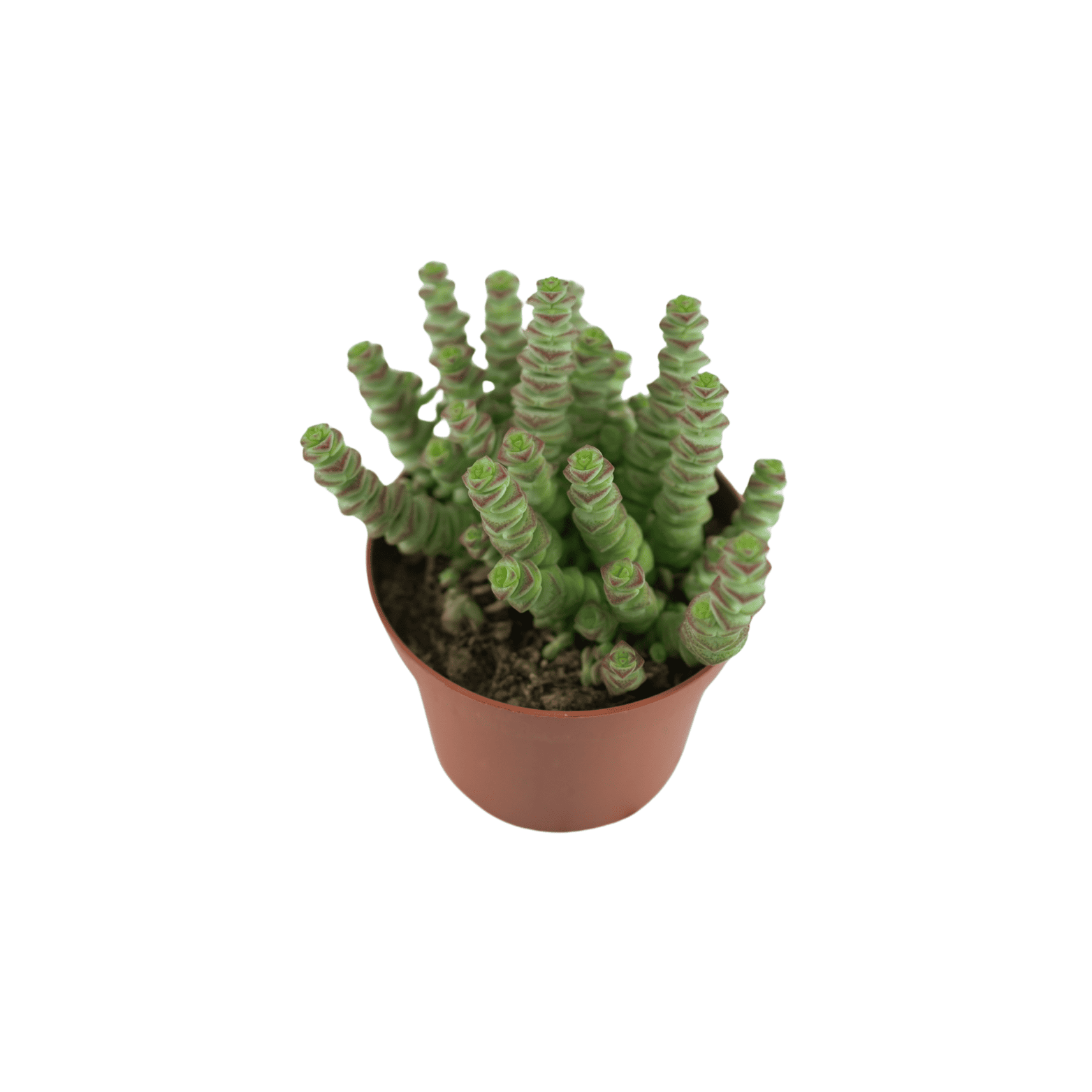 CRASSULA MARNIERIANA 'HOTTENTOT' Grubosz