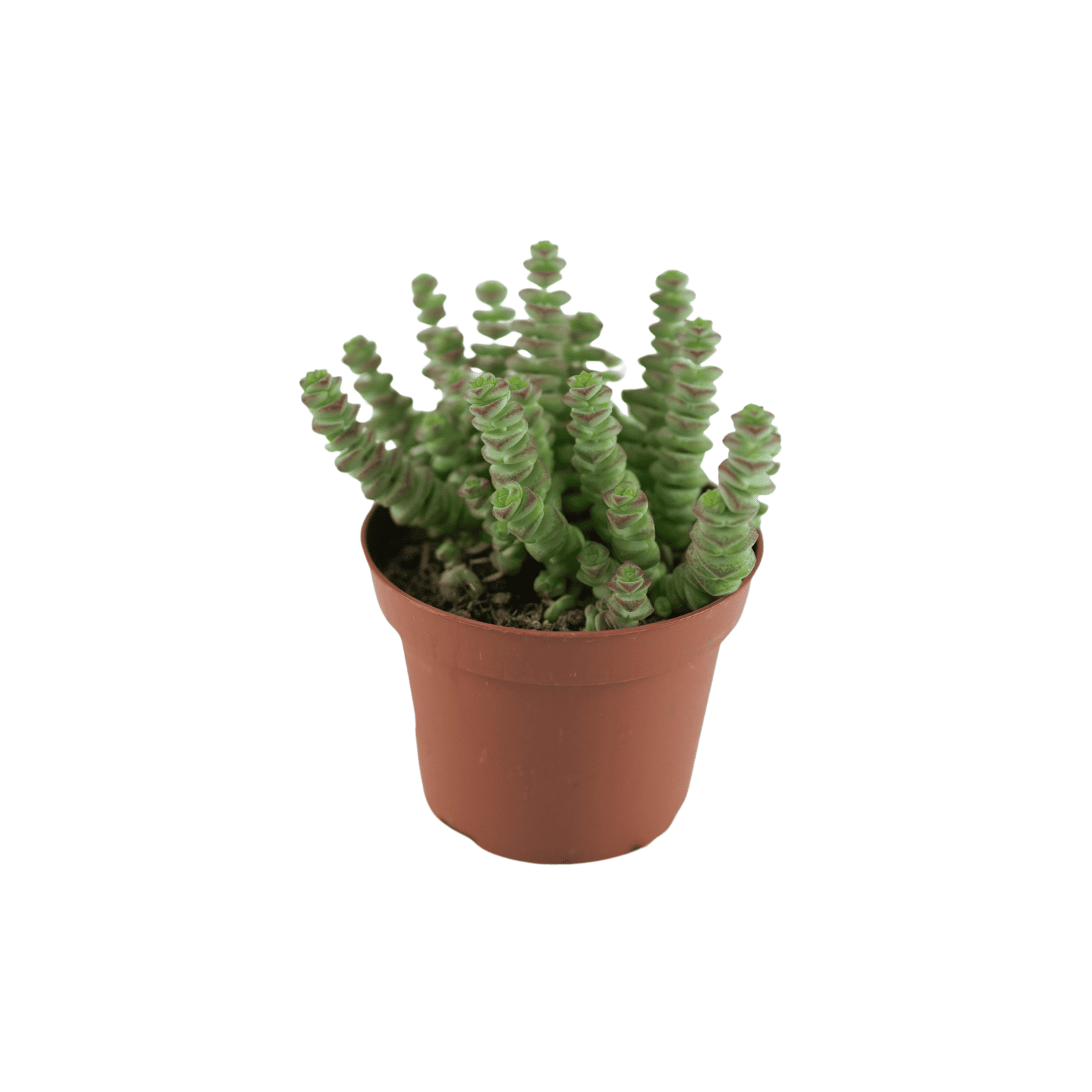 CRASSULA MARNIERIANA 'HOTTENTOT' Grubosz