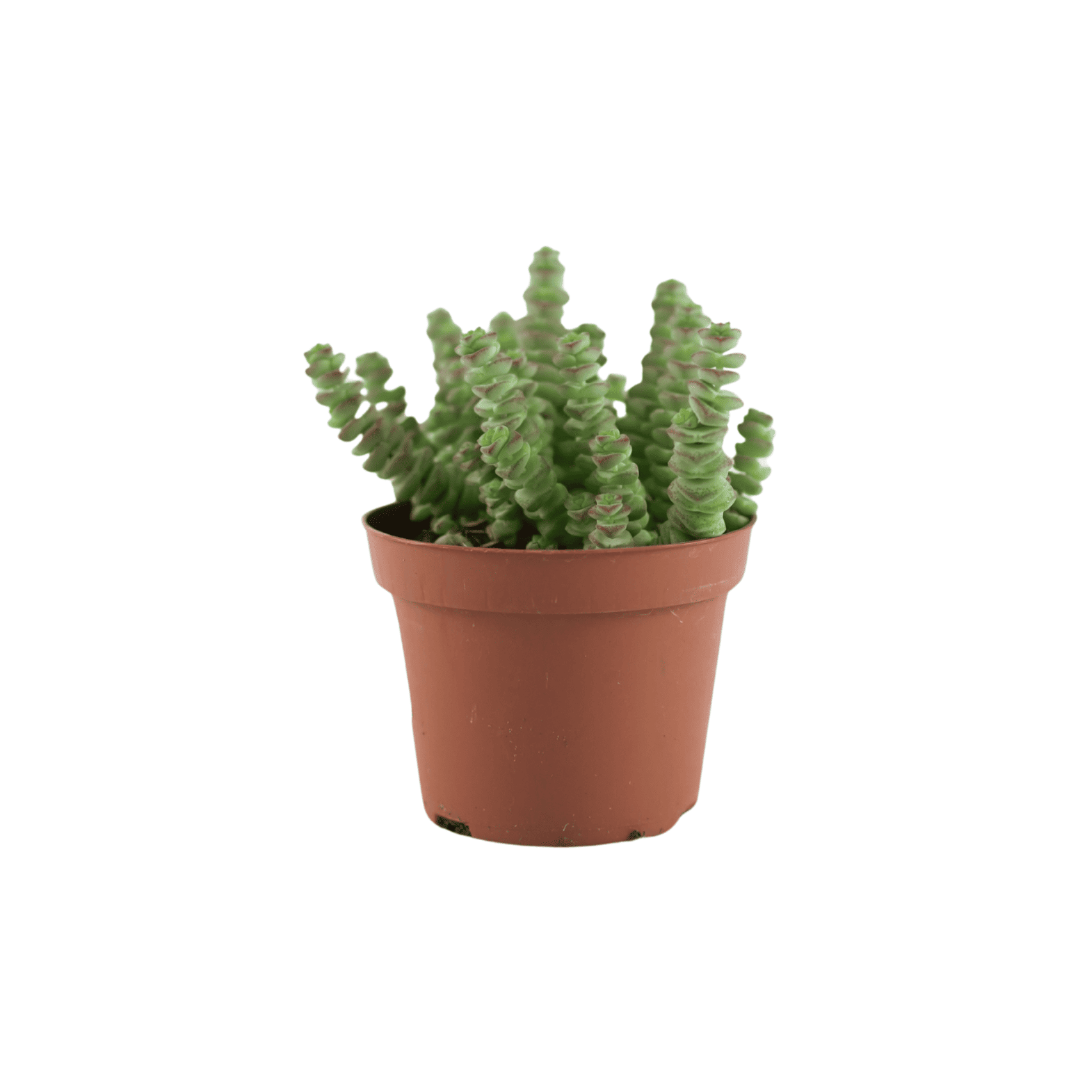 CRASSULA MARNIERIANA 'HOTTENTOT' Grubosz