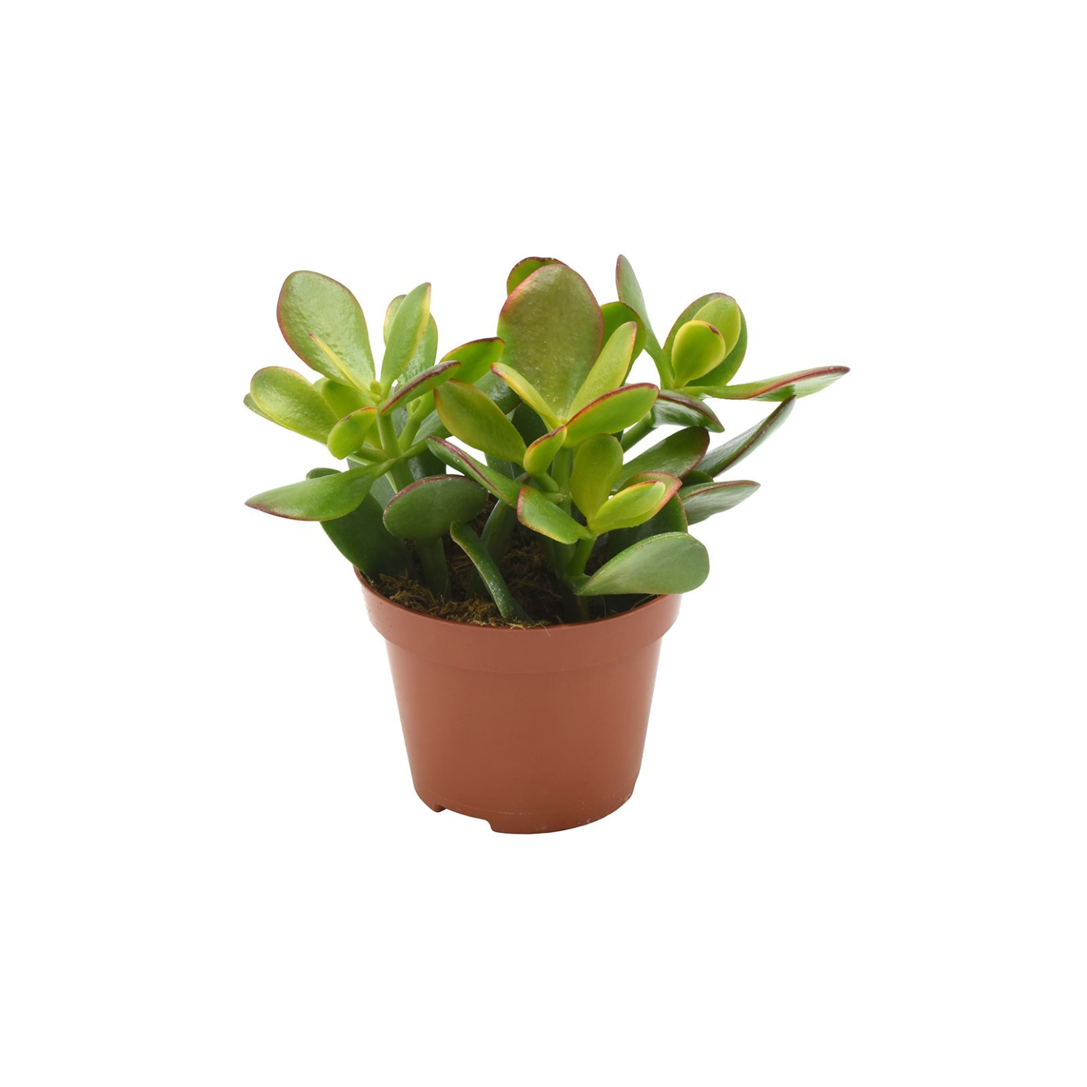 CRASSULA OVATA 'SUNSET' Grubosz jajowaty