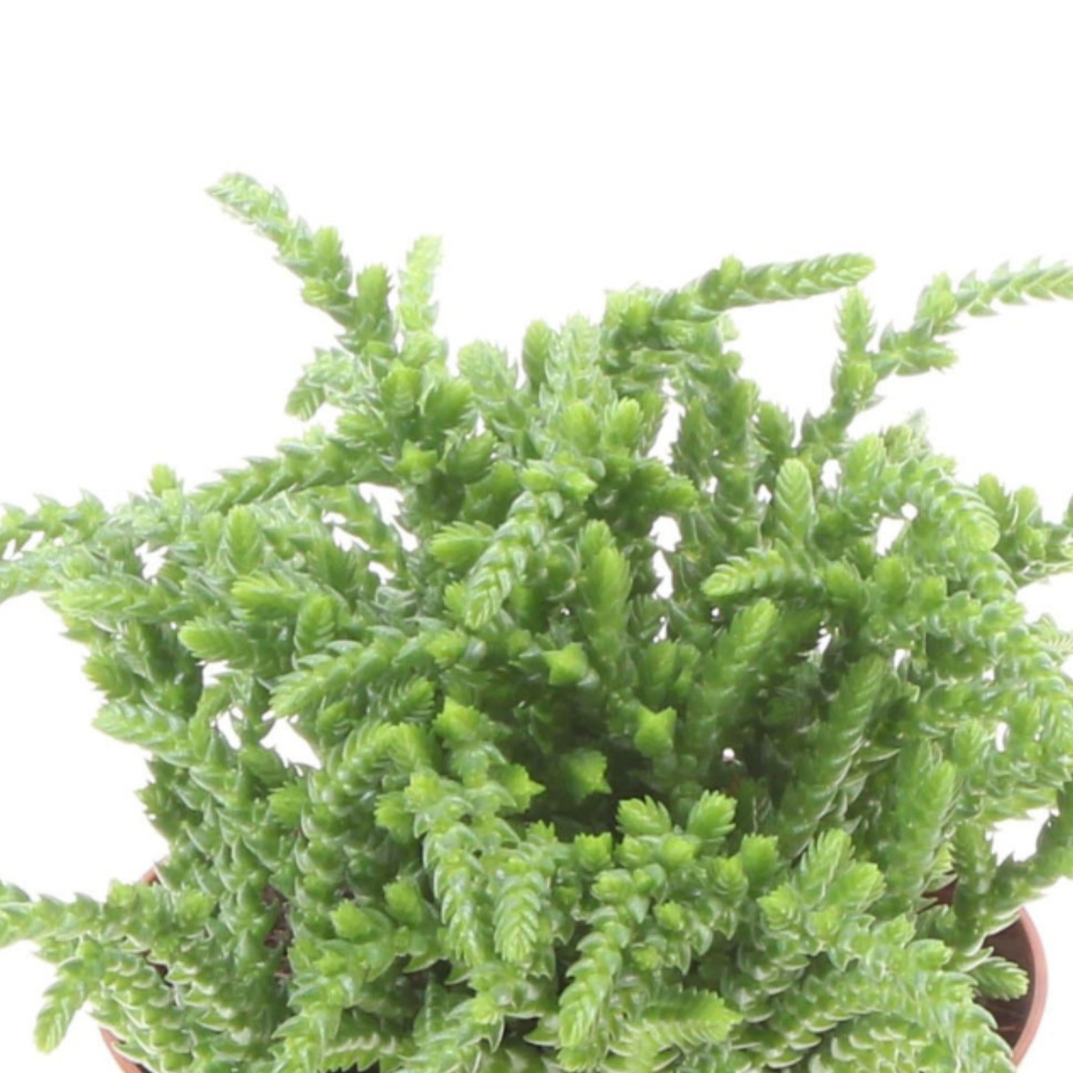 CRASSULA 'COSSIMA' Grubosz, drzewko szczęścia