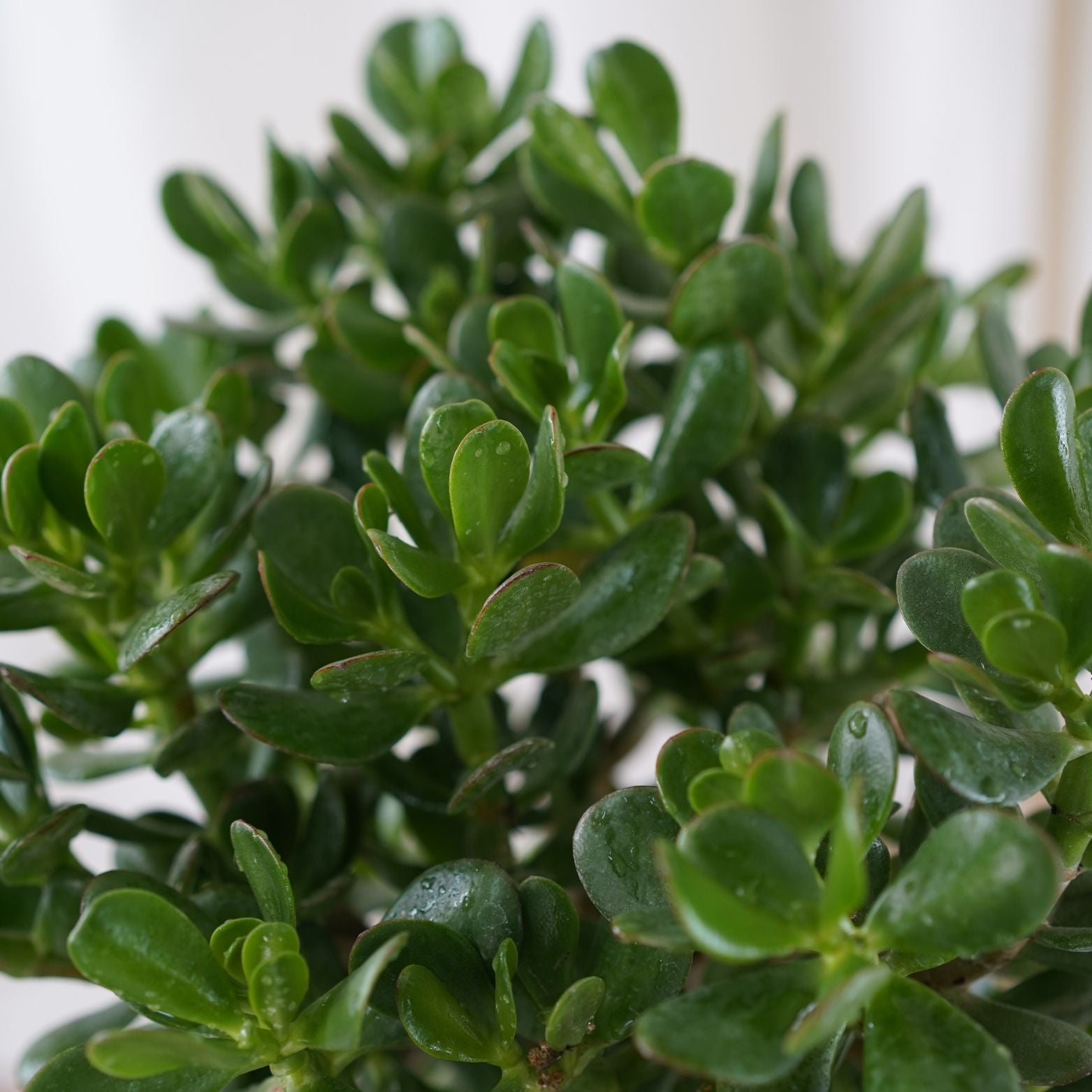 CRASSULA Grubosz, Drzewko szczęścia