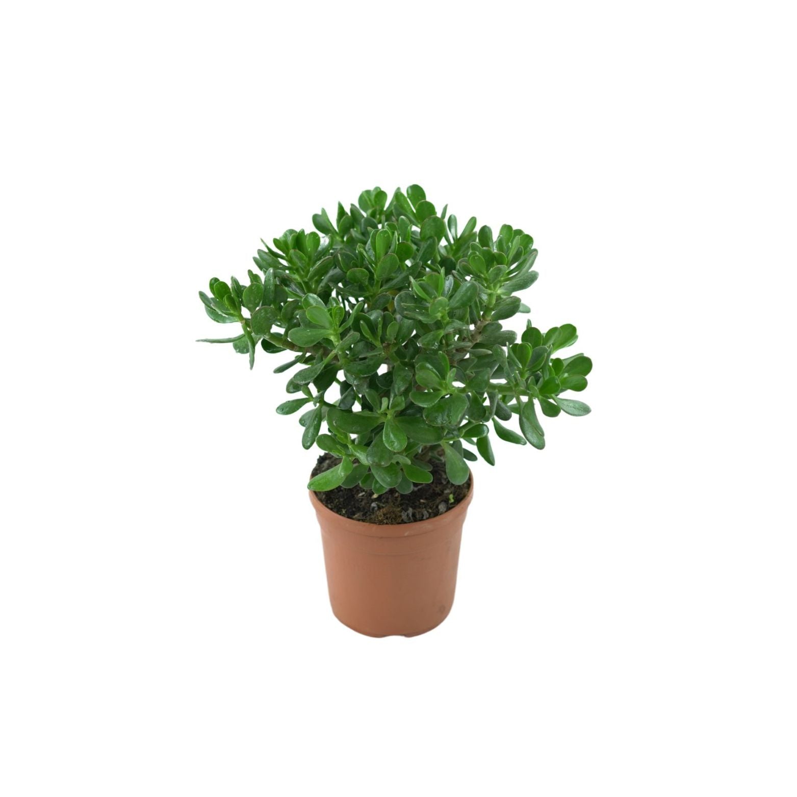 CRASSULA Grubosz, Drzewko szczęścia