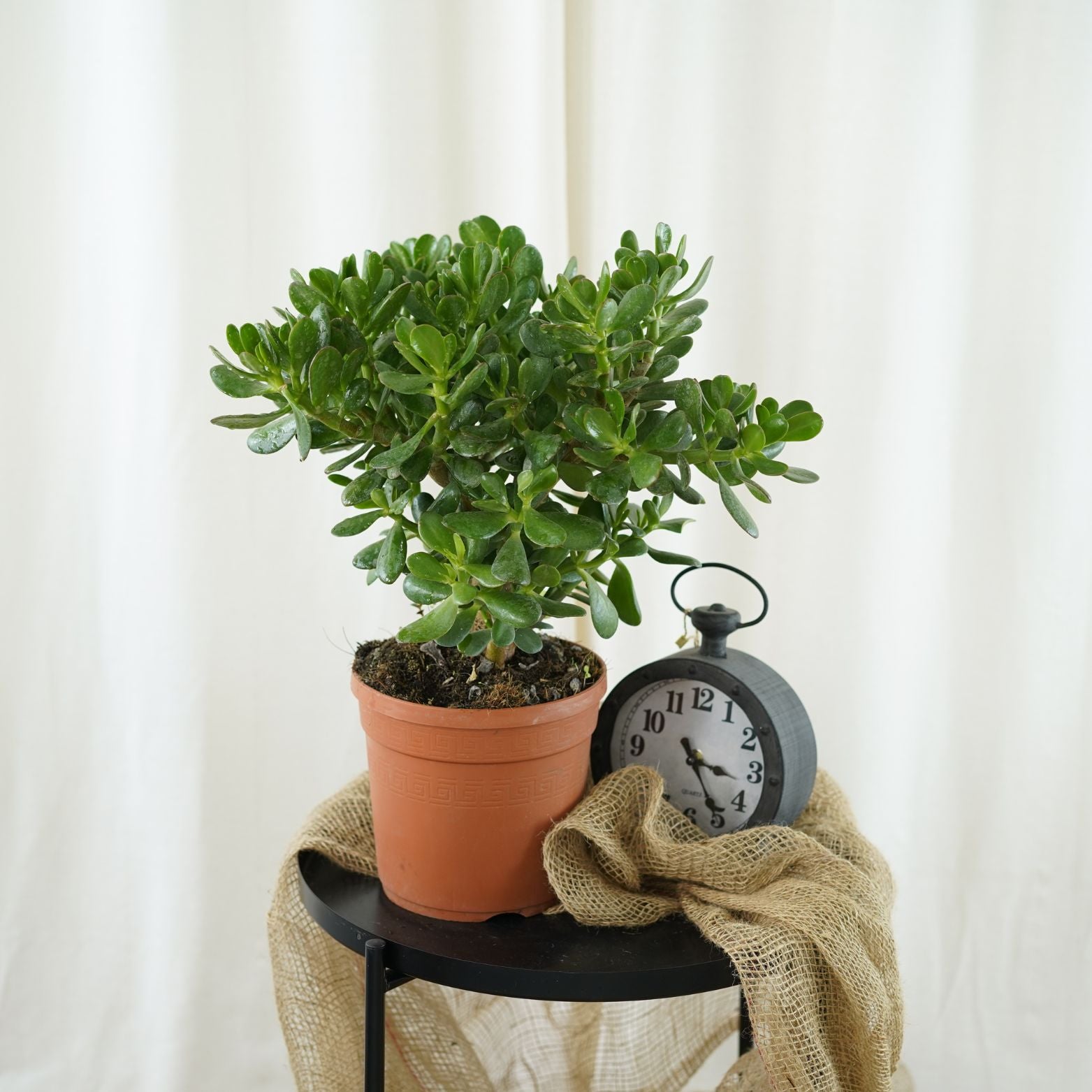 CRASSULA Grubosz, Drzewko szczęścia