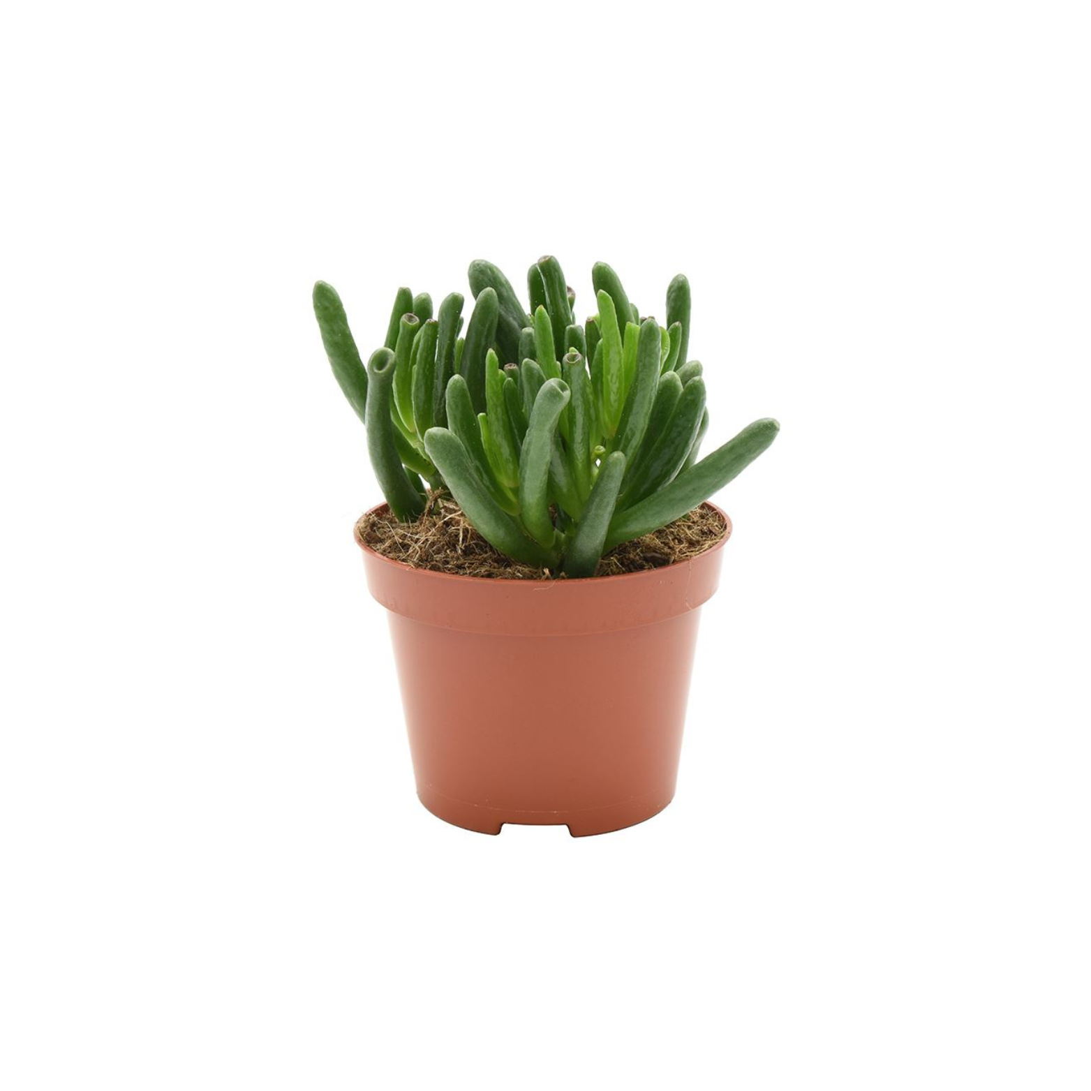CRASSULA 'HOBBIT' Grubosz, drzewko szczęścia