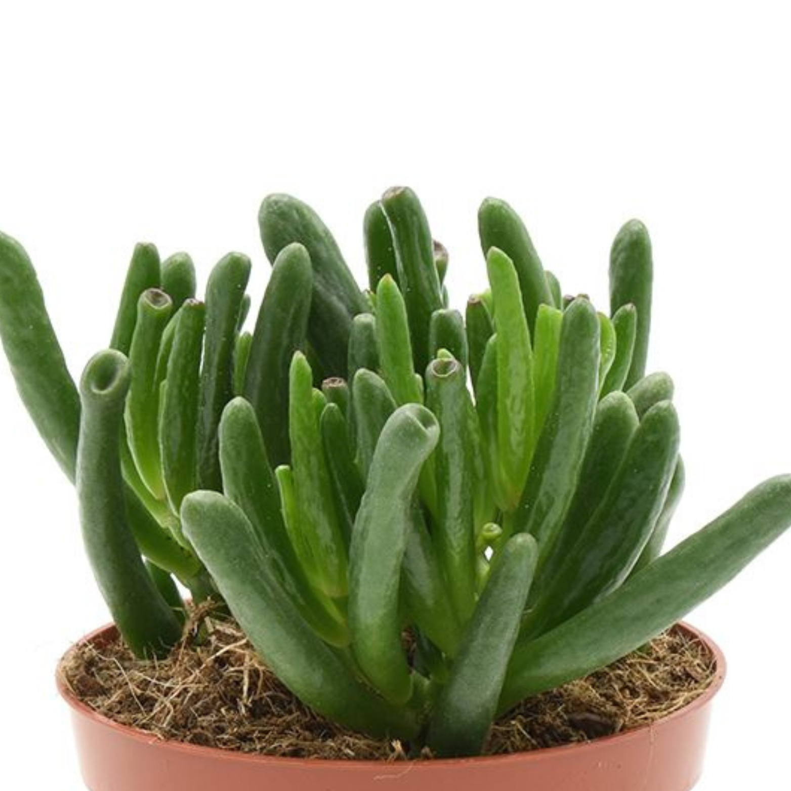 Hortorus