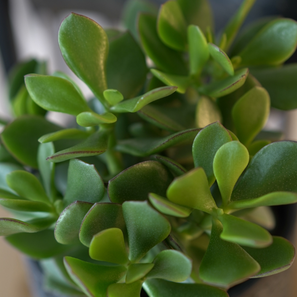CRASSULA OVATA 'HULK' Grubosz, drzewko szczęścia