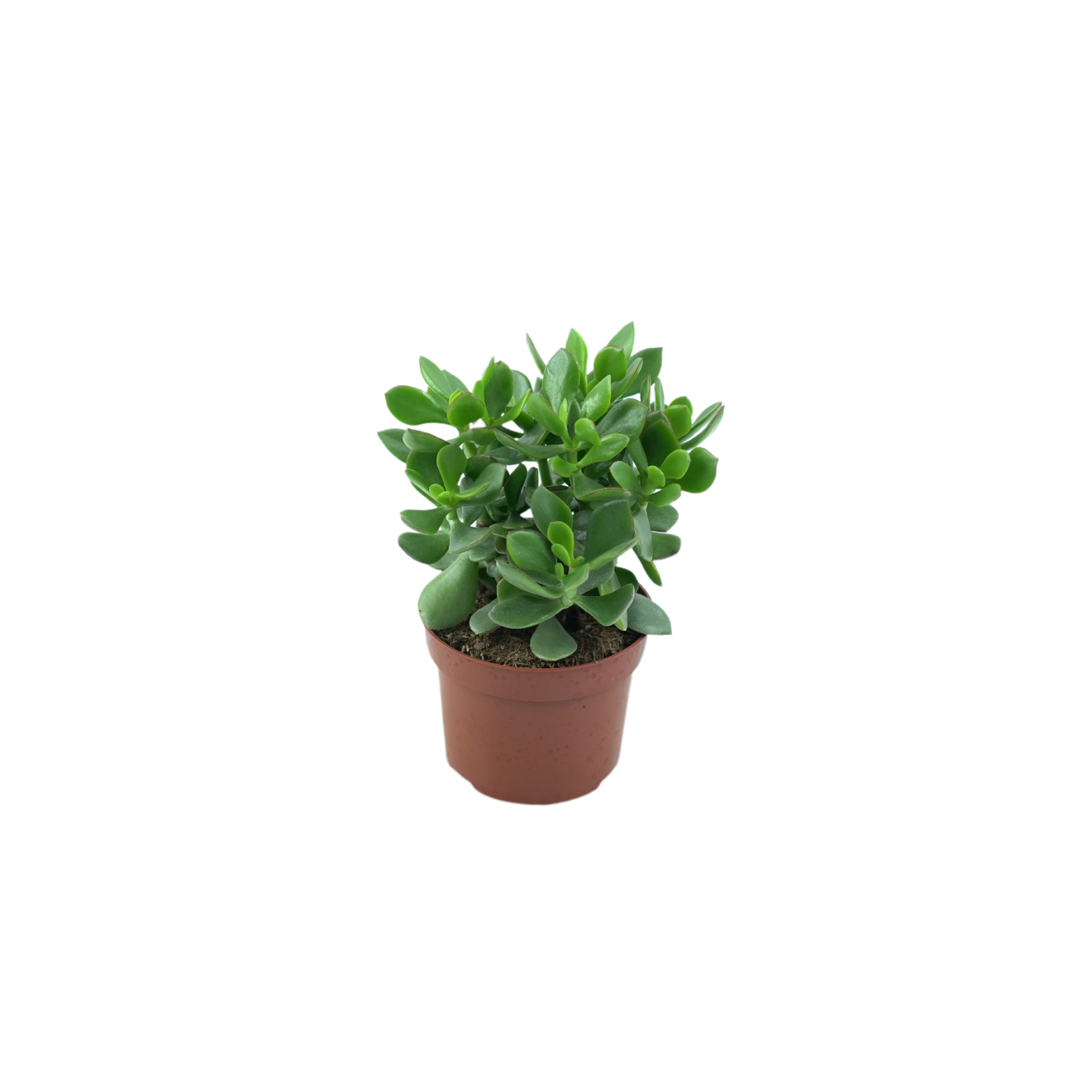 CRASSULA OVATA 'HULK' Grubosz, drzewko szczęścia